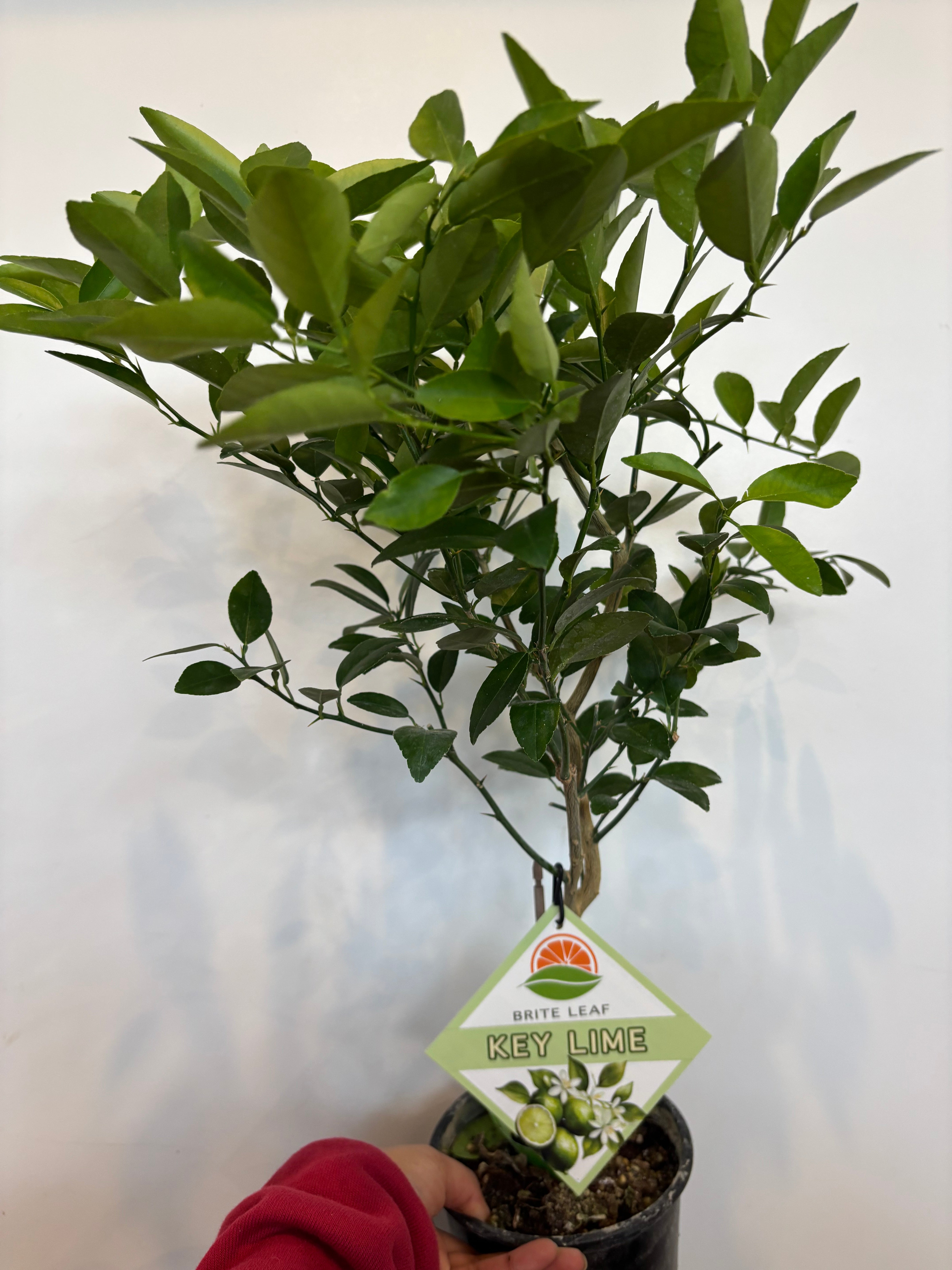 Key Lime Tree