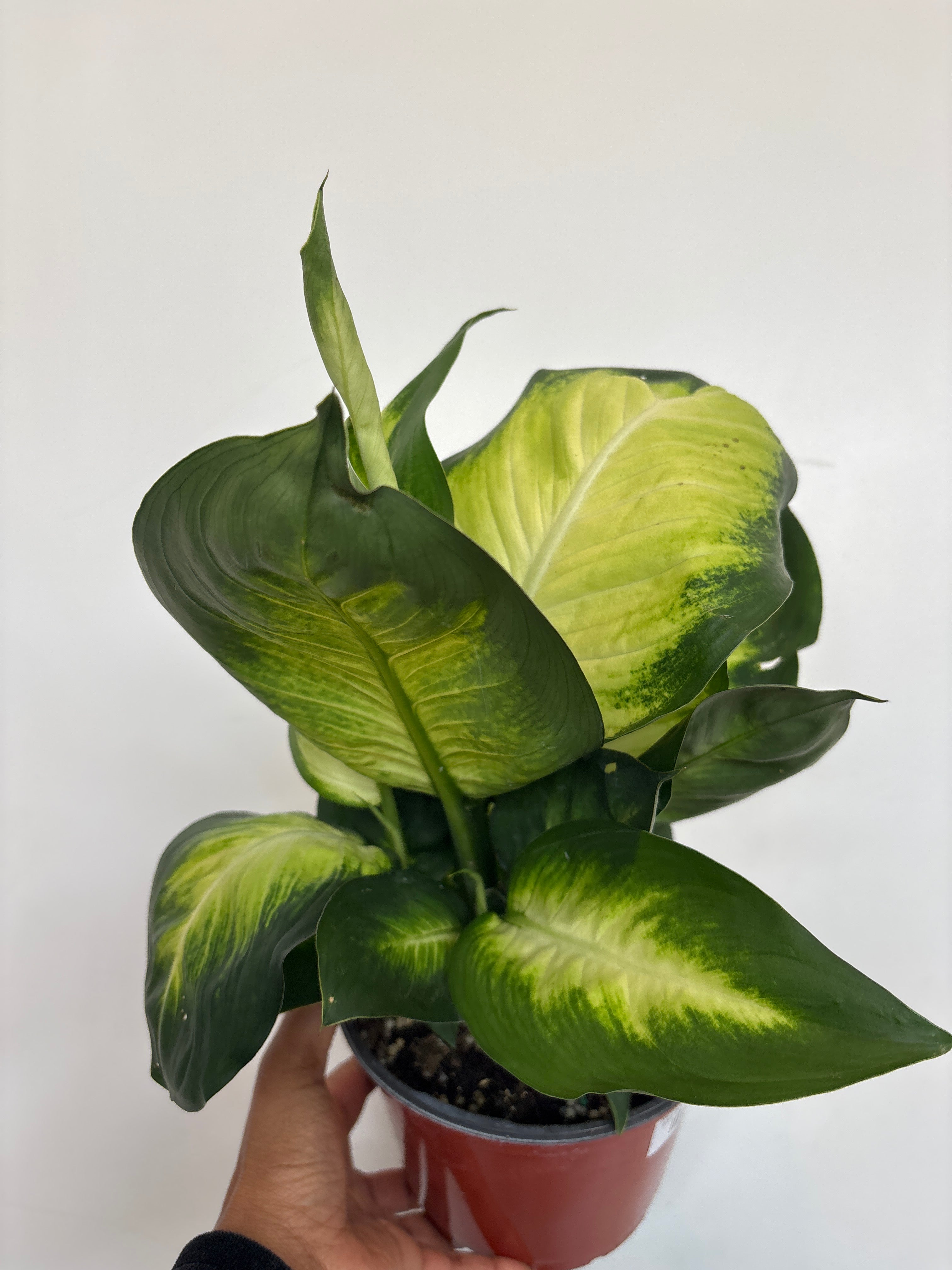 Dieffenbachia Tropic Marianne