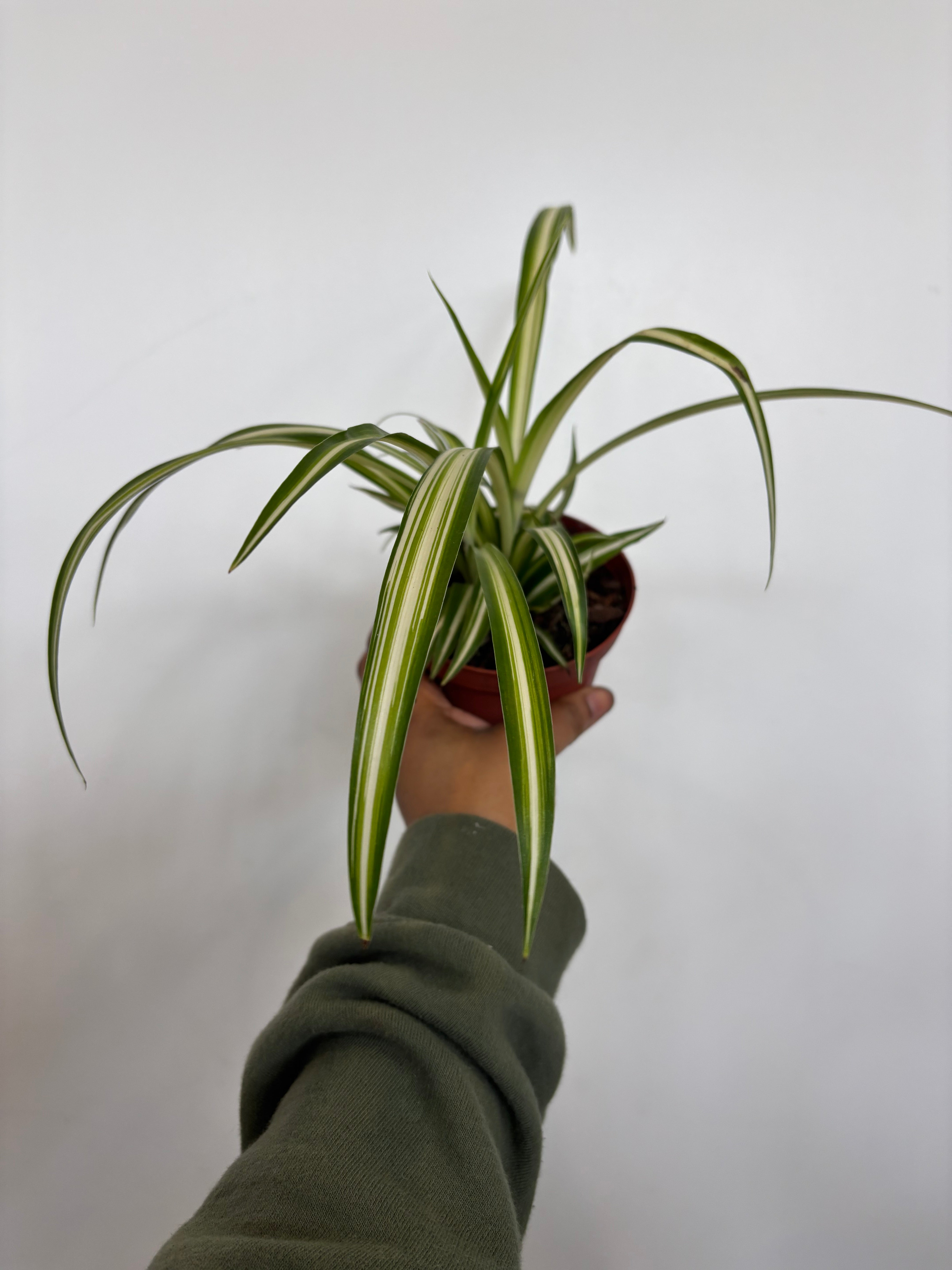 Spider Plant, Chlorophytum comosum