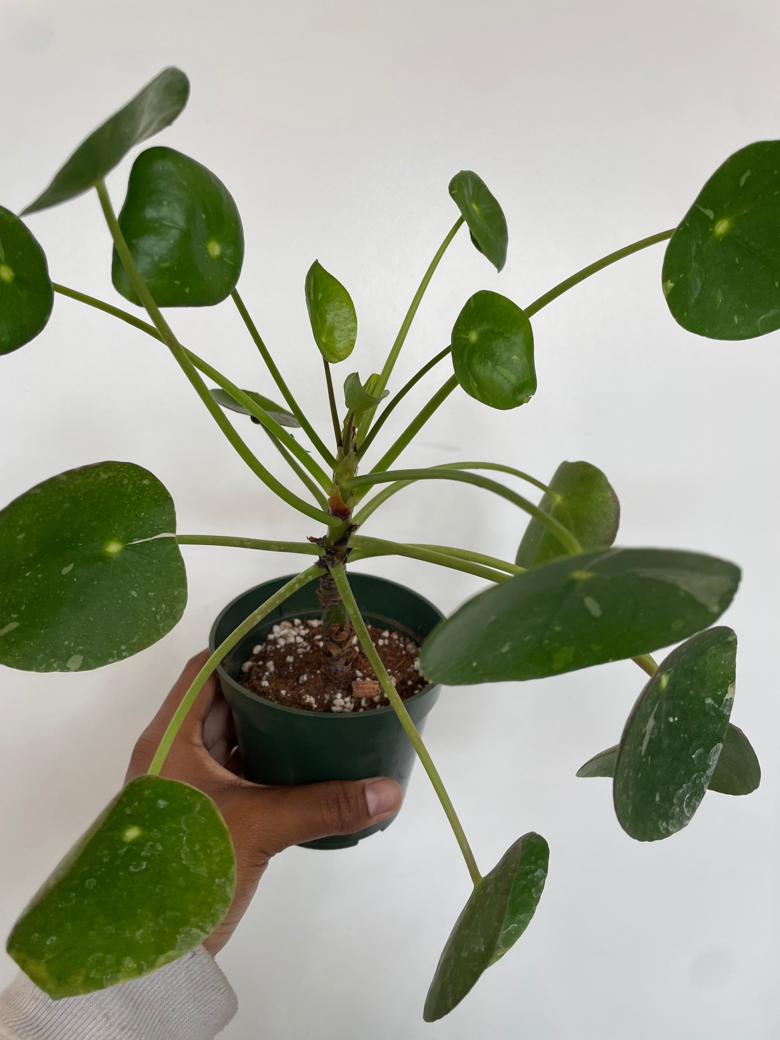 Pilea peperomioides, White Splash