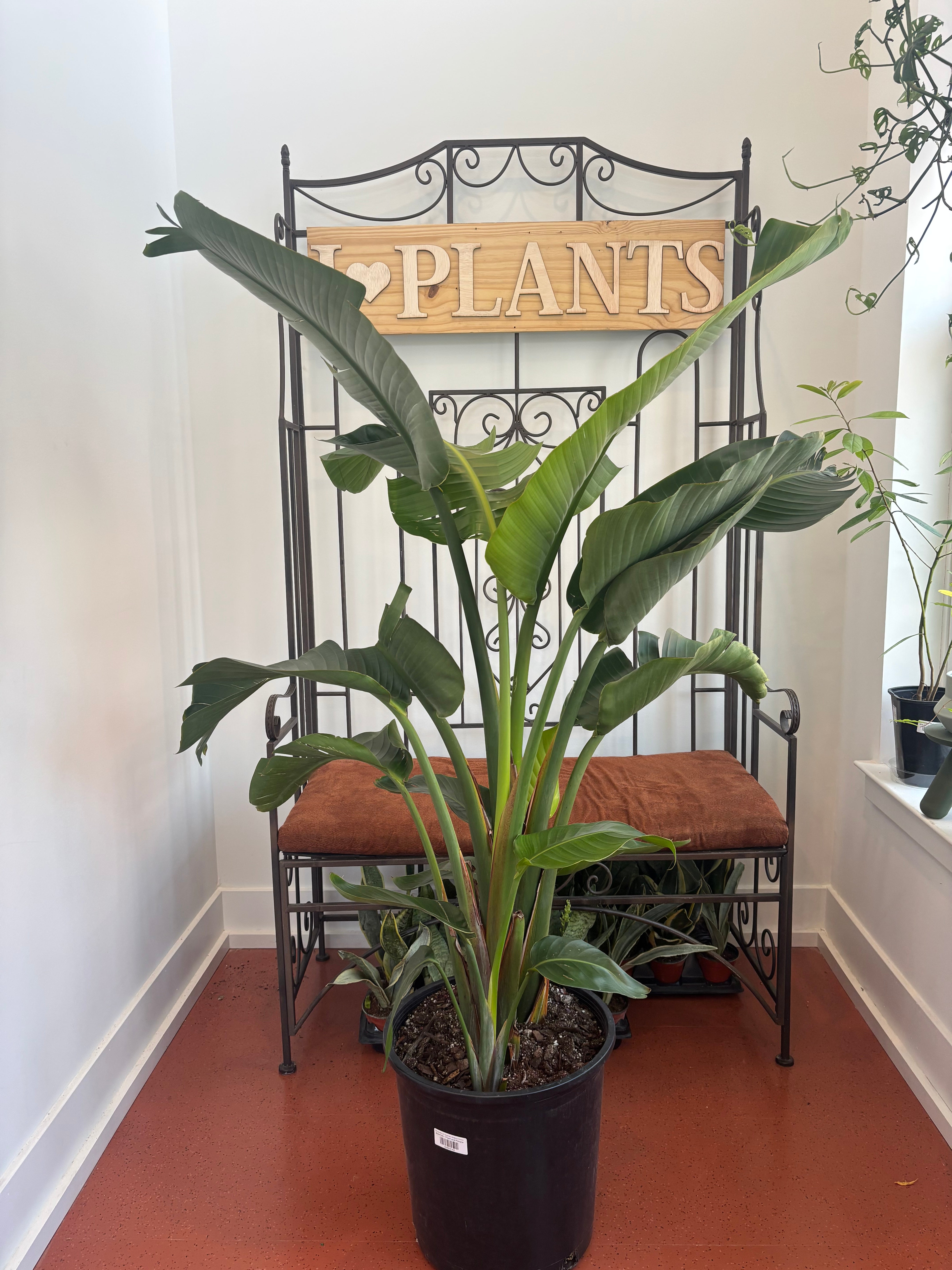 White Bird of Paradise, Strelitzia Nicolai
