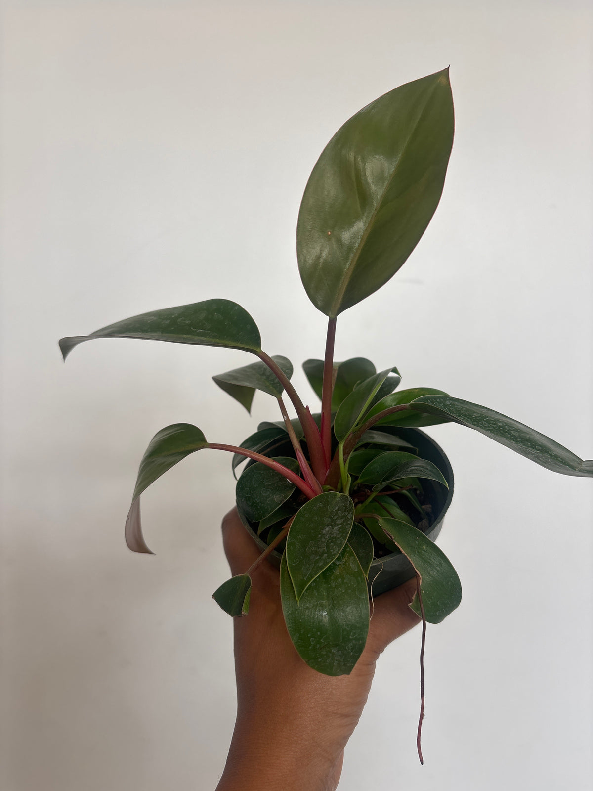 Philodendron Red Back