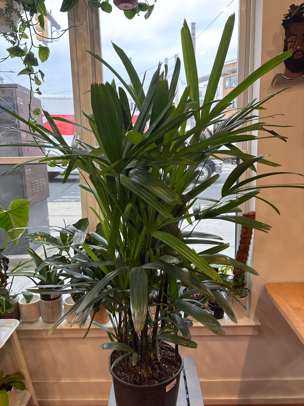 Rhapis Excelsa Bush, Lady Palm