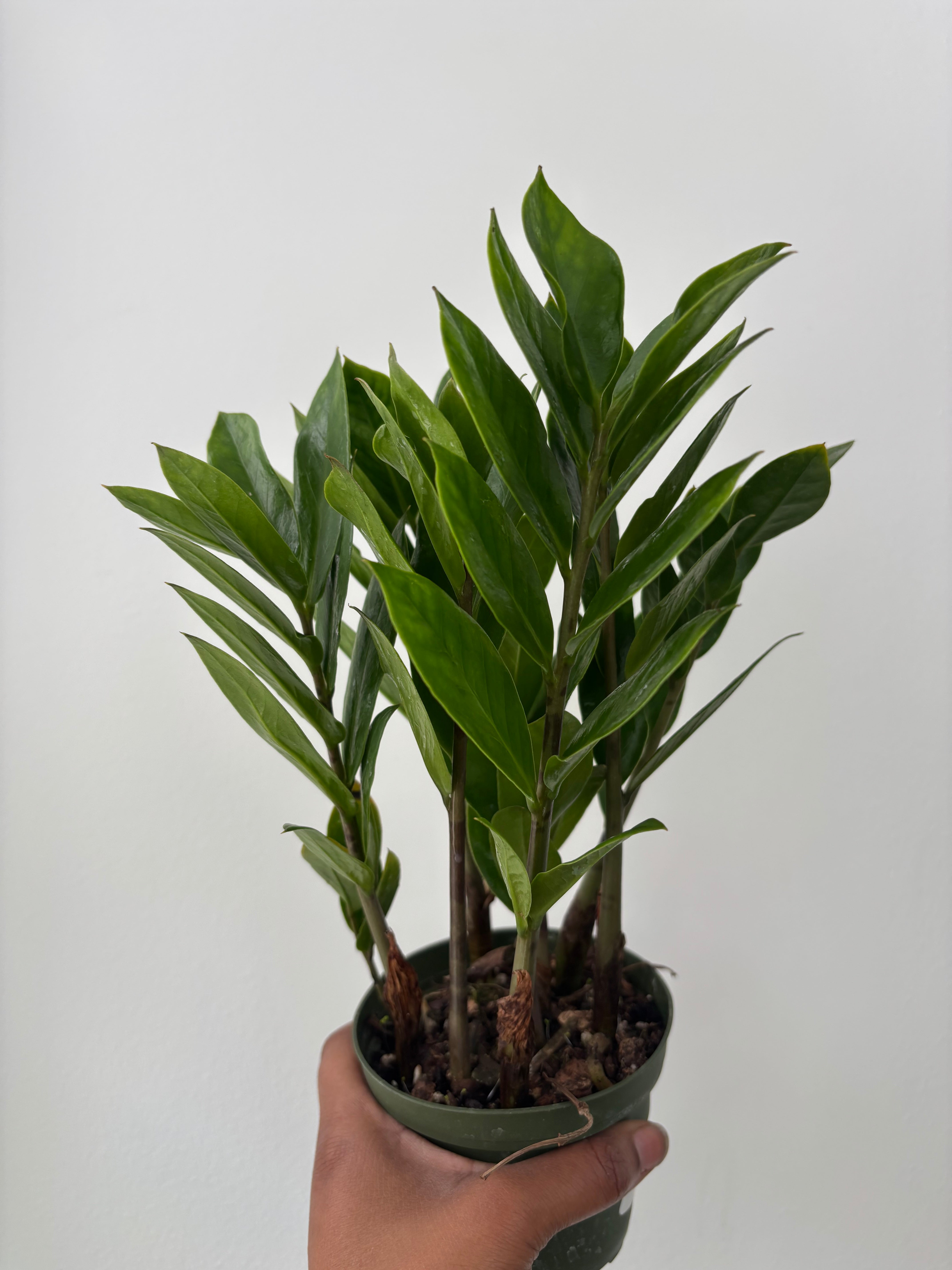 ZZ plant Zamioculcas Zamiifoli