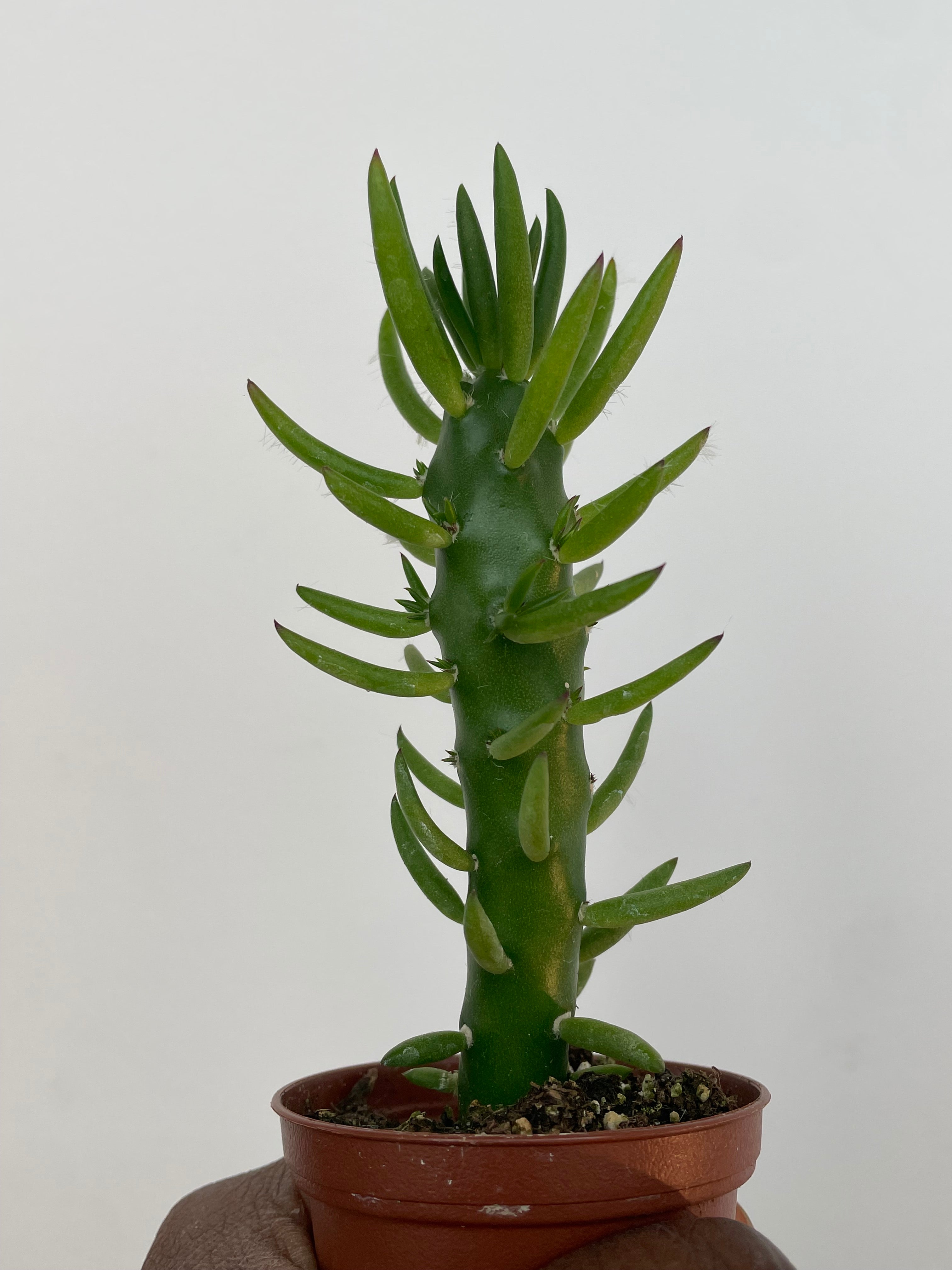 Eve’s Pin Austrocylindropuntia Subulata