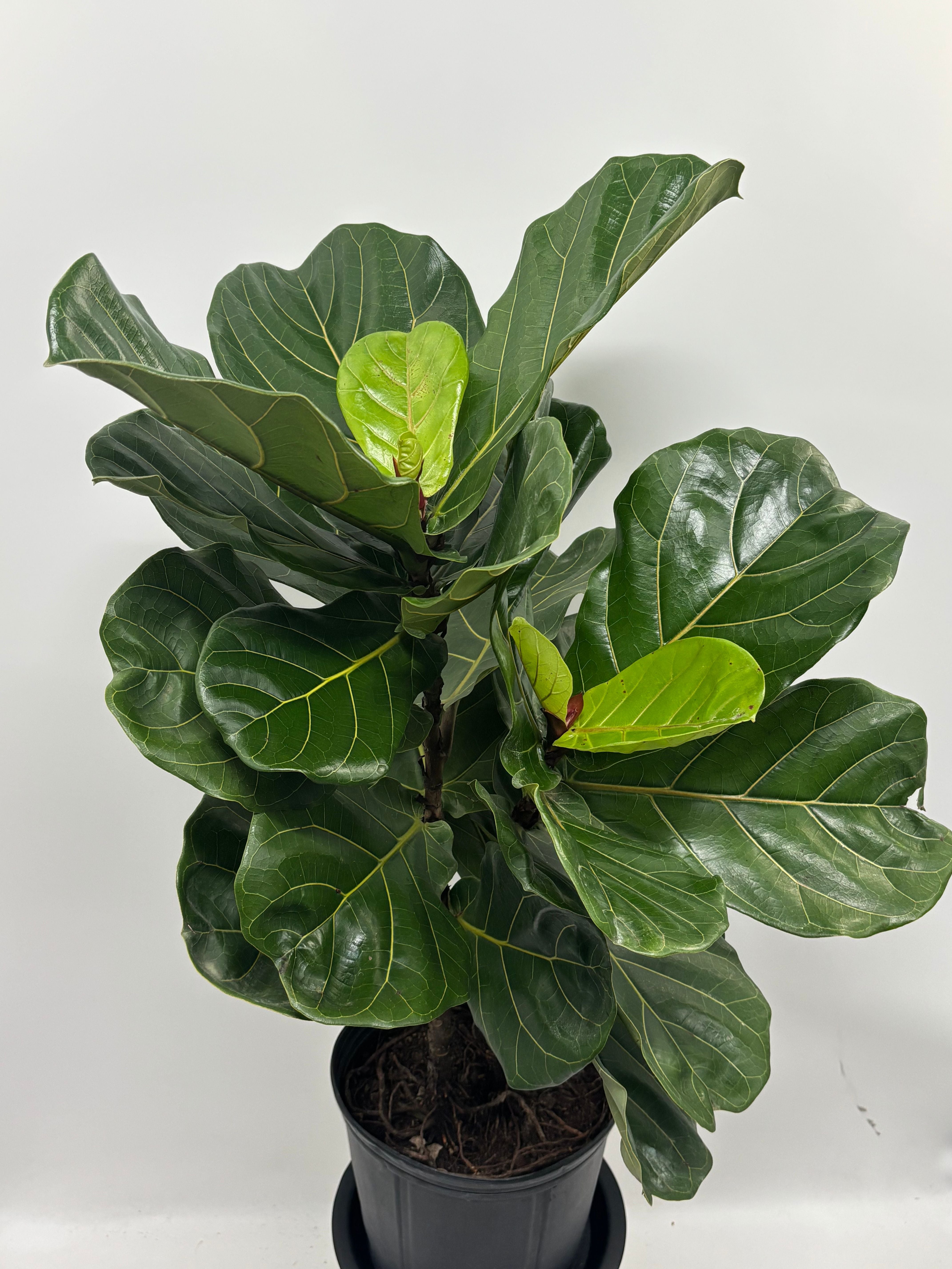 Ficus Lyrata Fiddle Leaf Fig