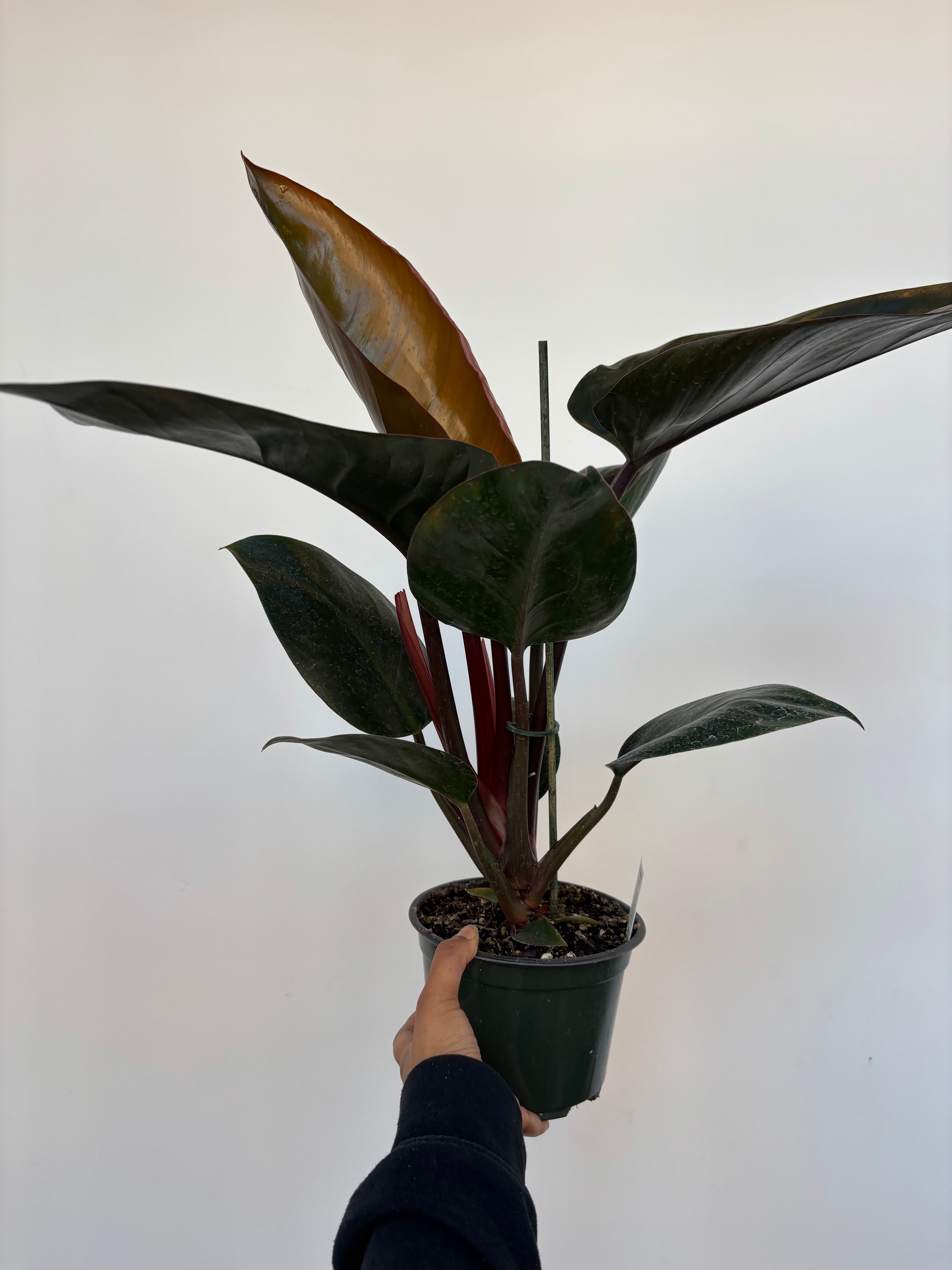 Philodendron Rojo Congo