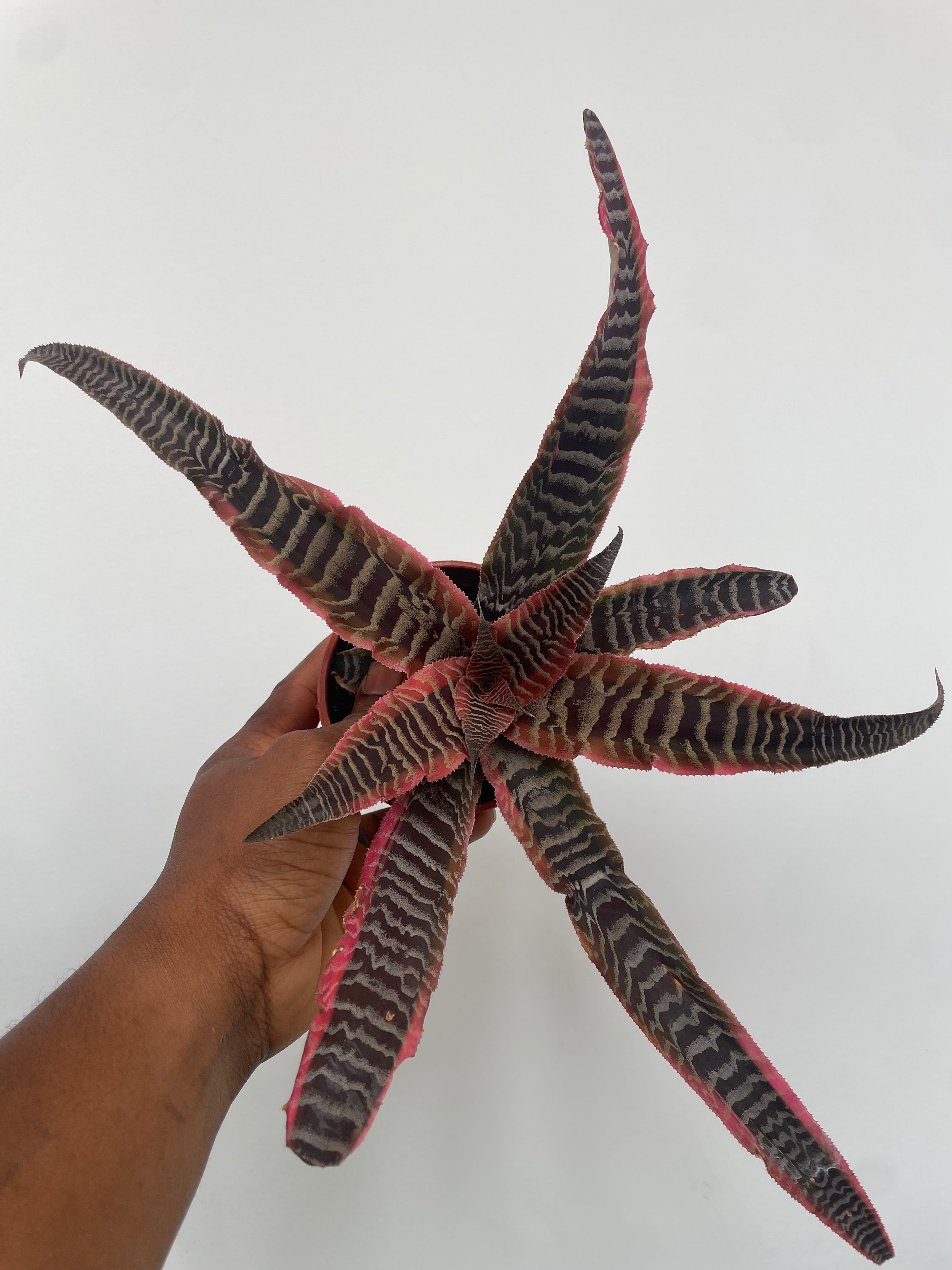 Cryptanthus 'Elaine'