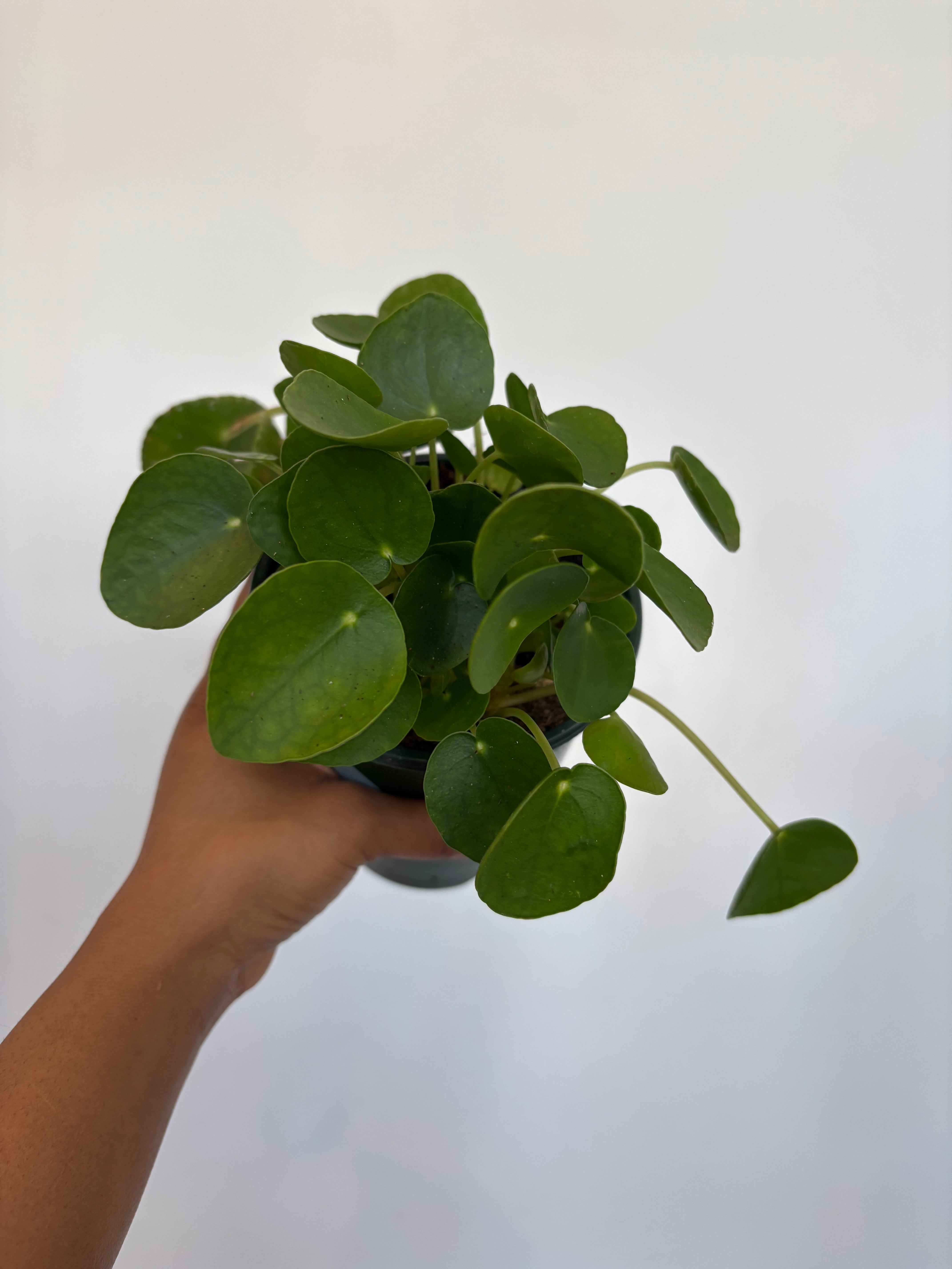 Chinese Money Plant