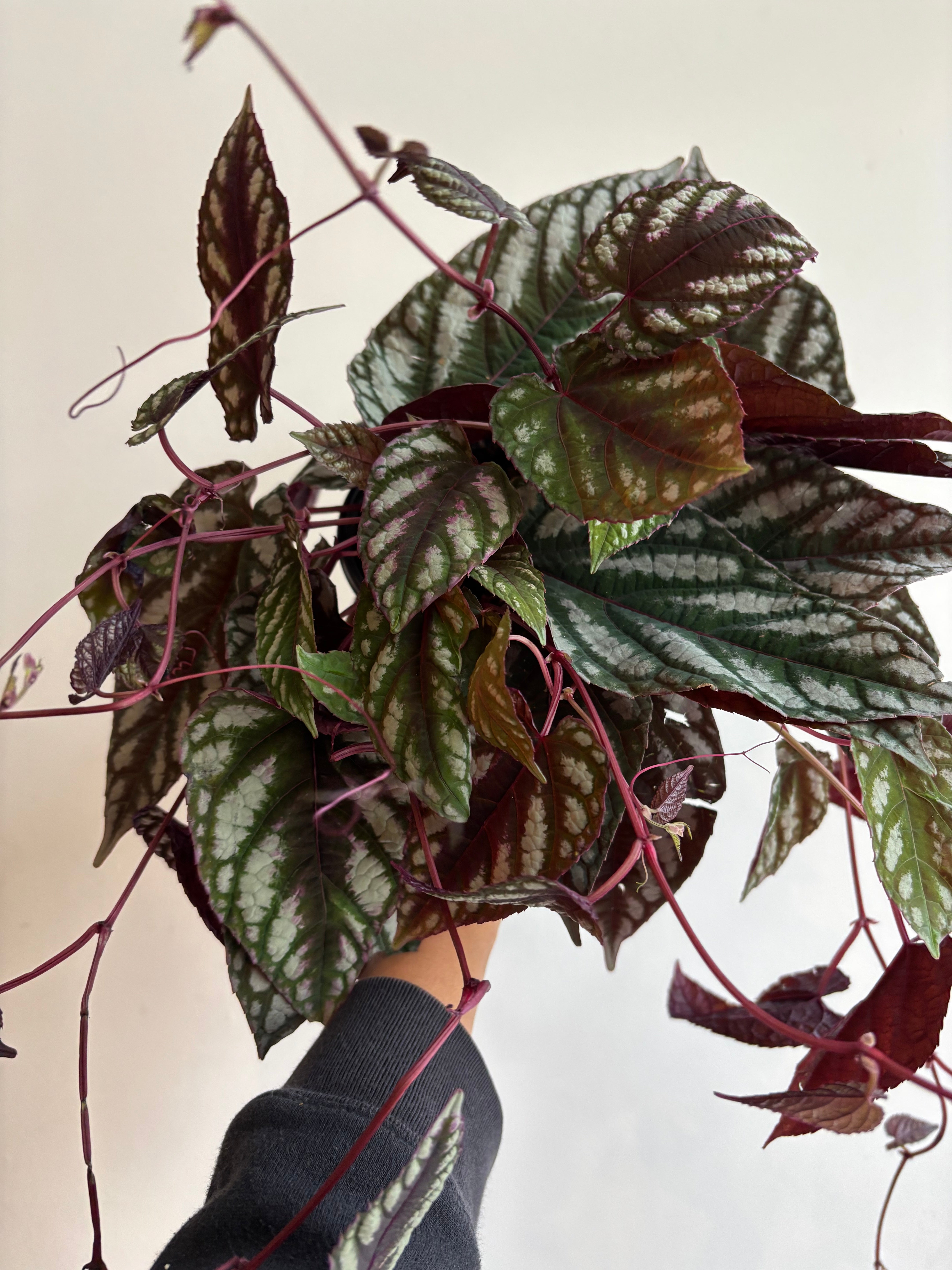 Rex Begonia Vine, Cissus Discolors