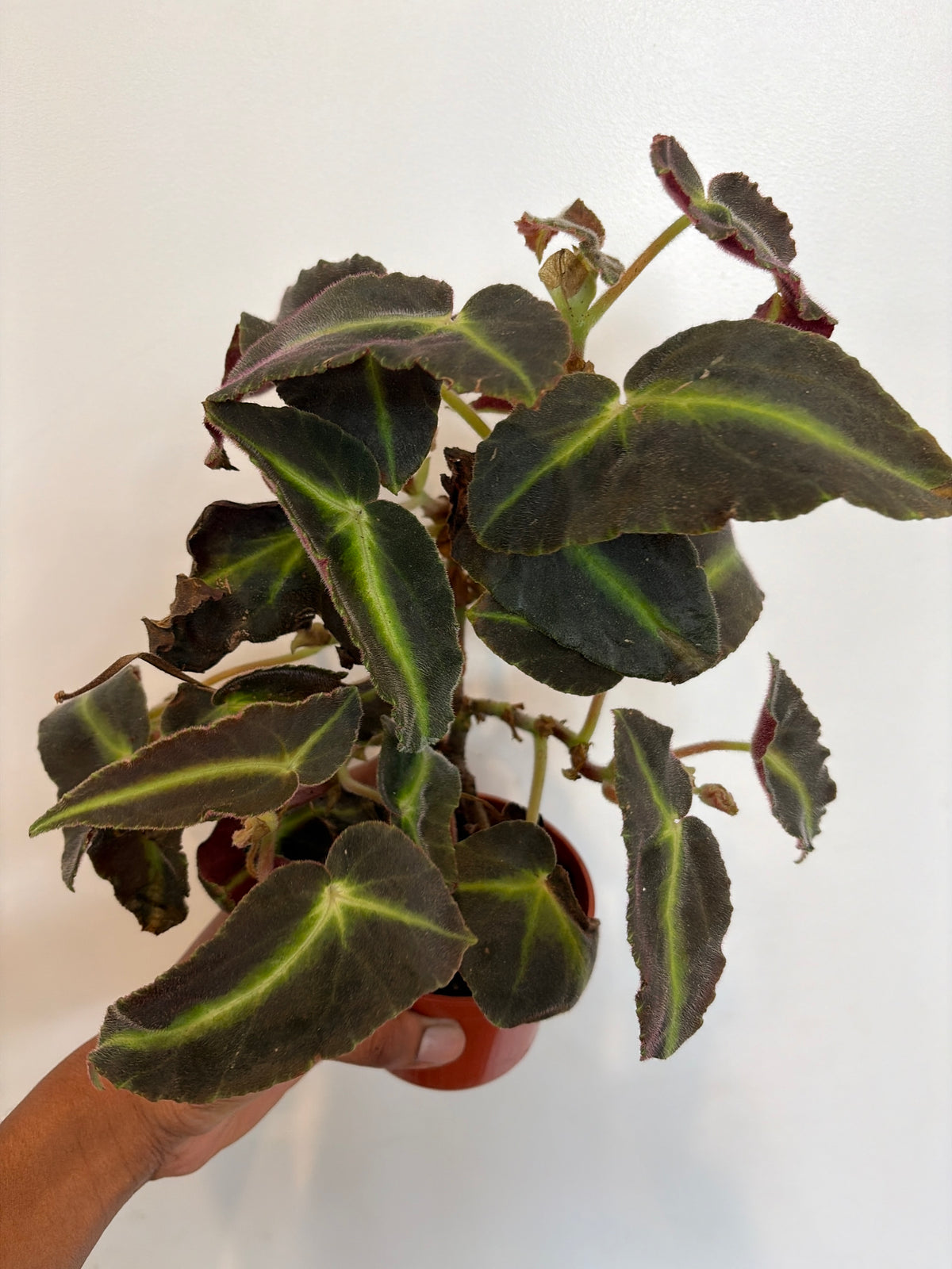 Begonia Listada