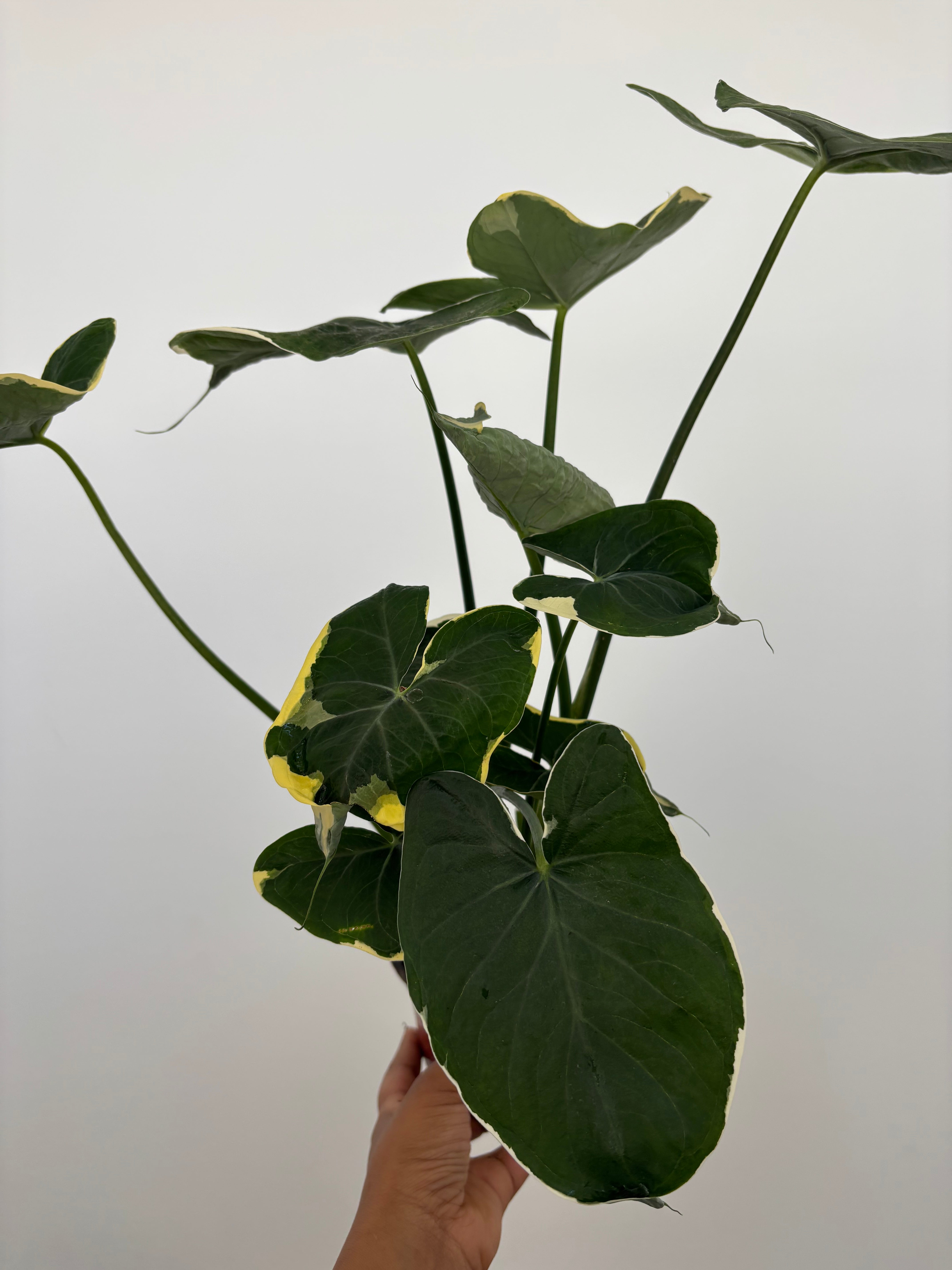 Alocasia Mickey Mouse