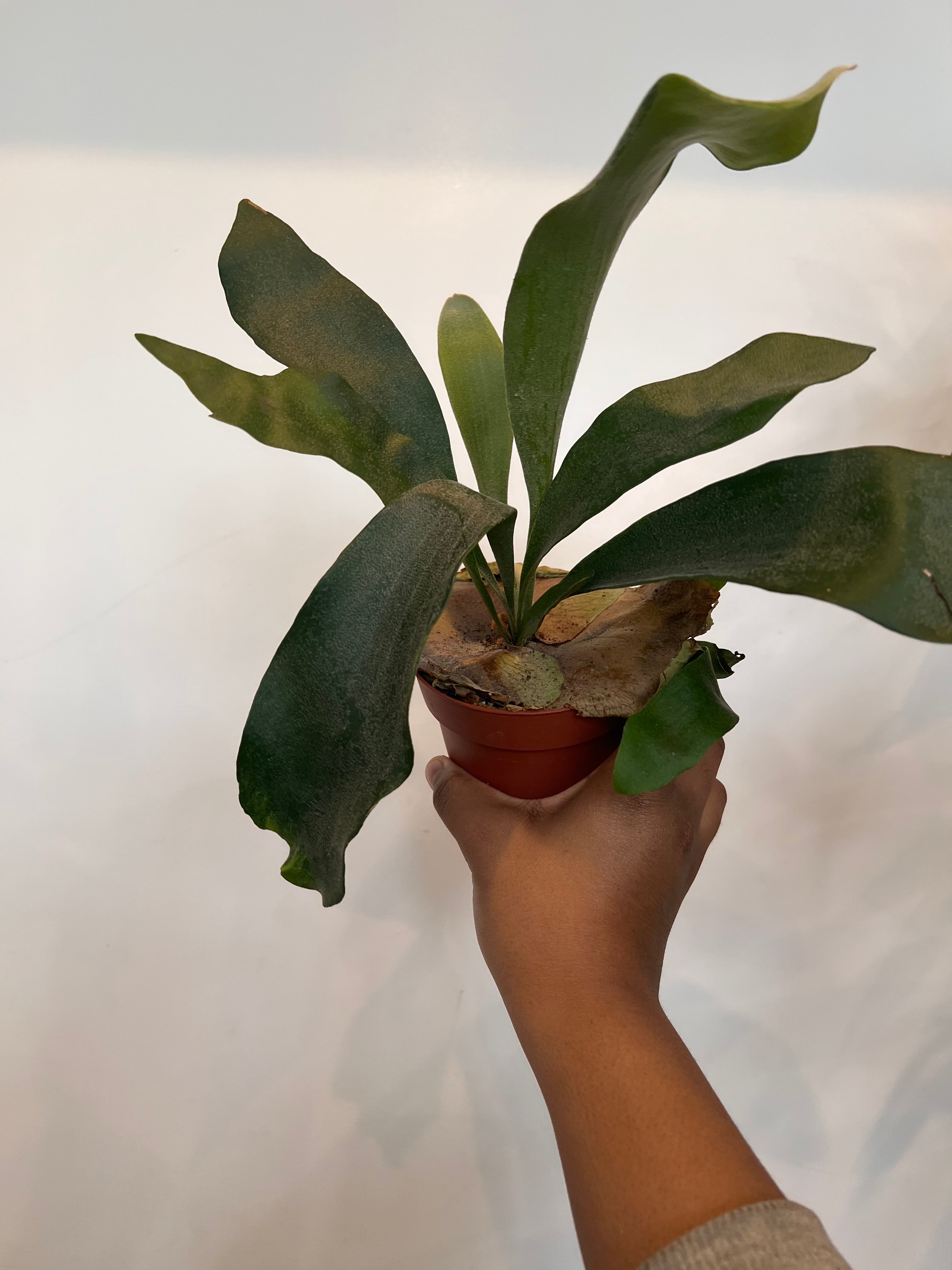 Staghorn Fern, Platycerium Bifurcatum Netherlands