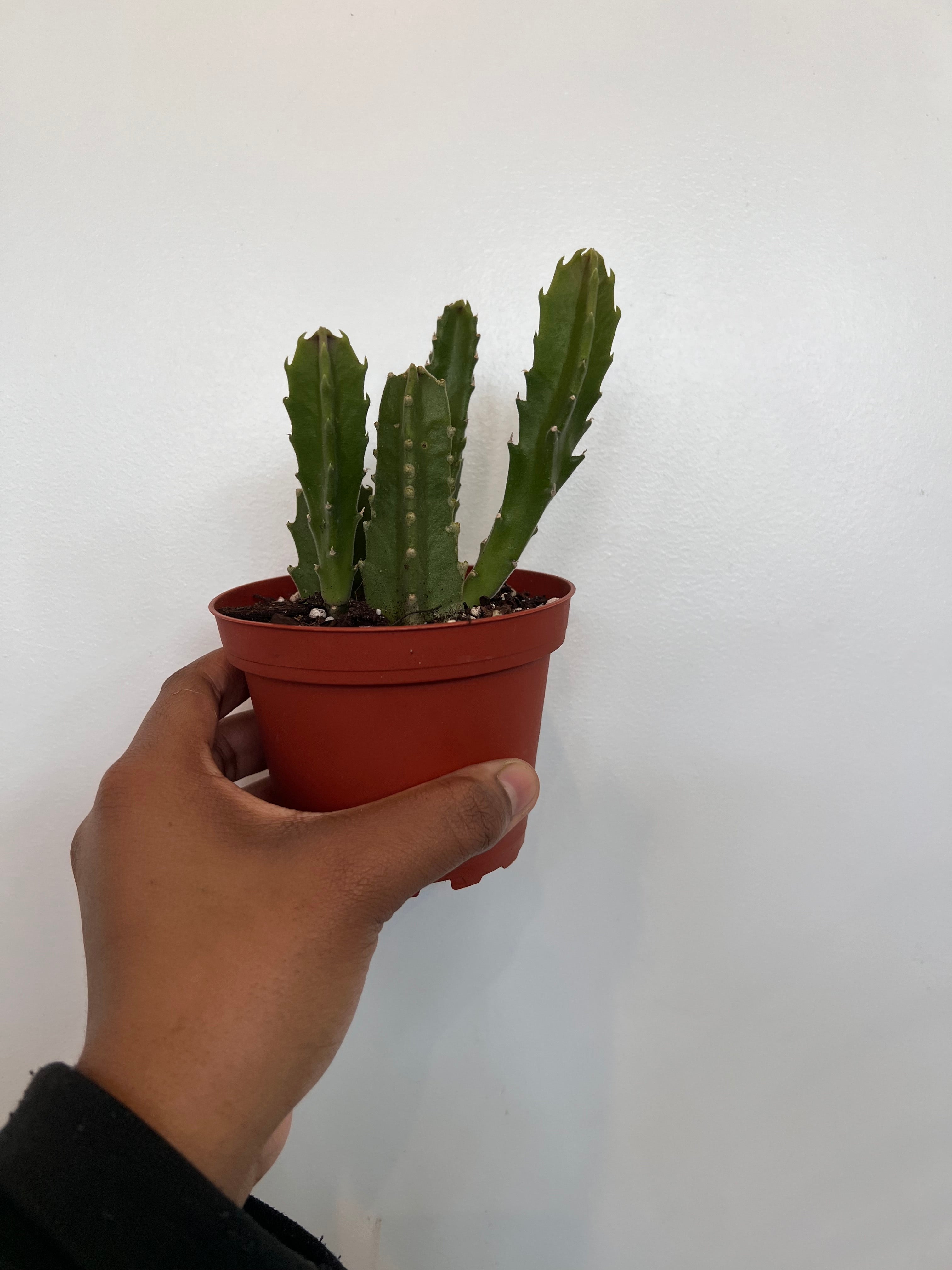 Zulu Giant, Stapelia Gigantea