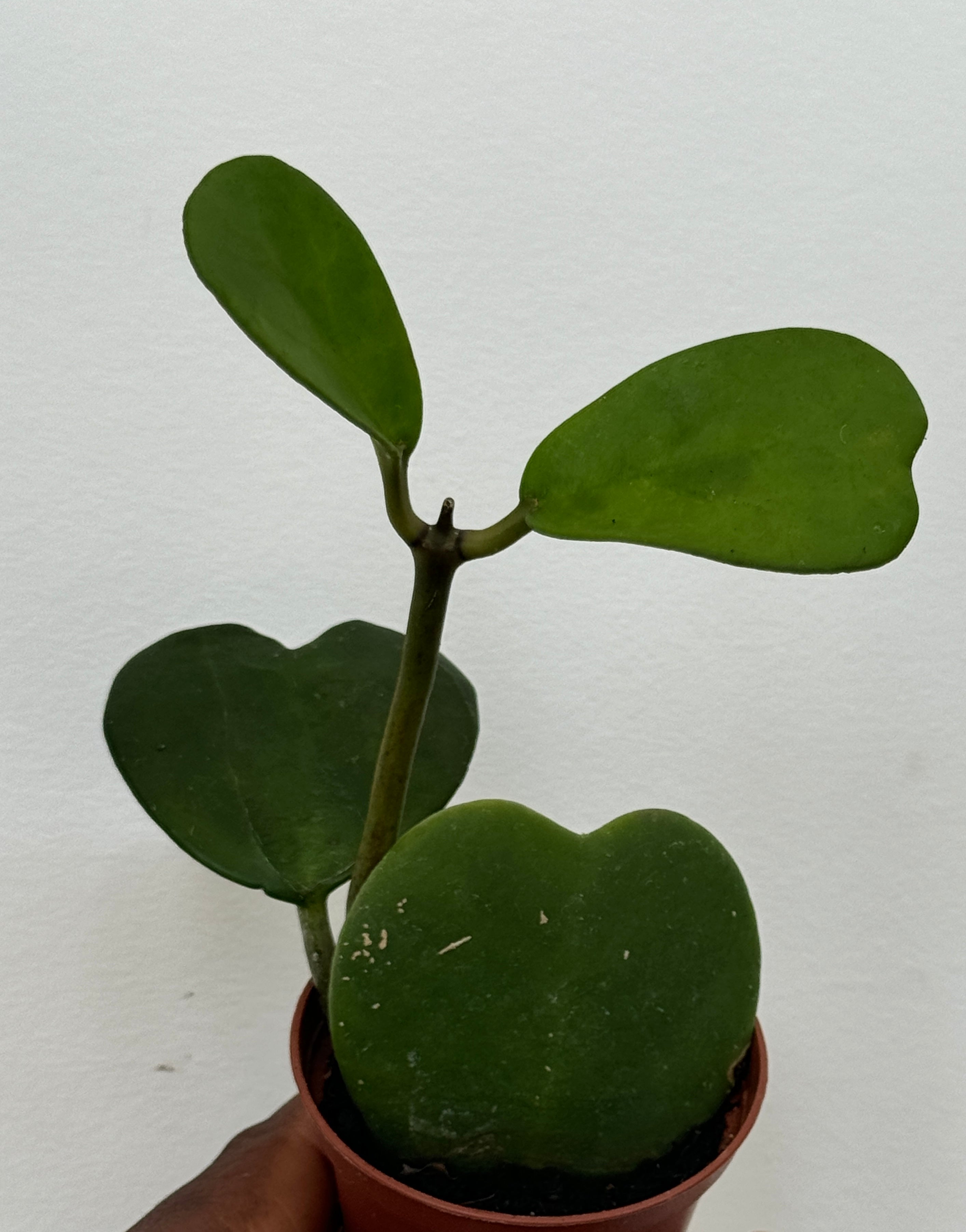 Hoya kerrii, Heart Hoya is
