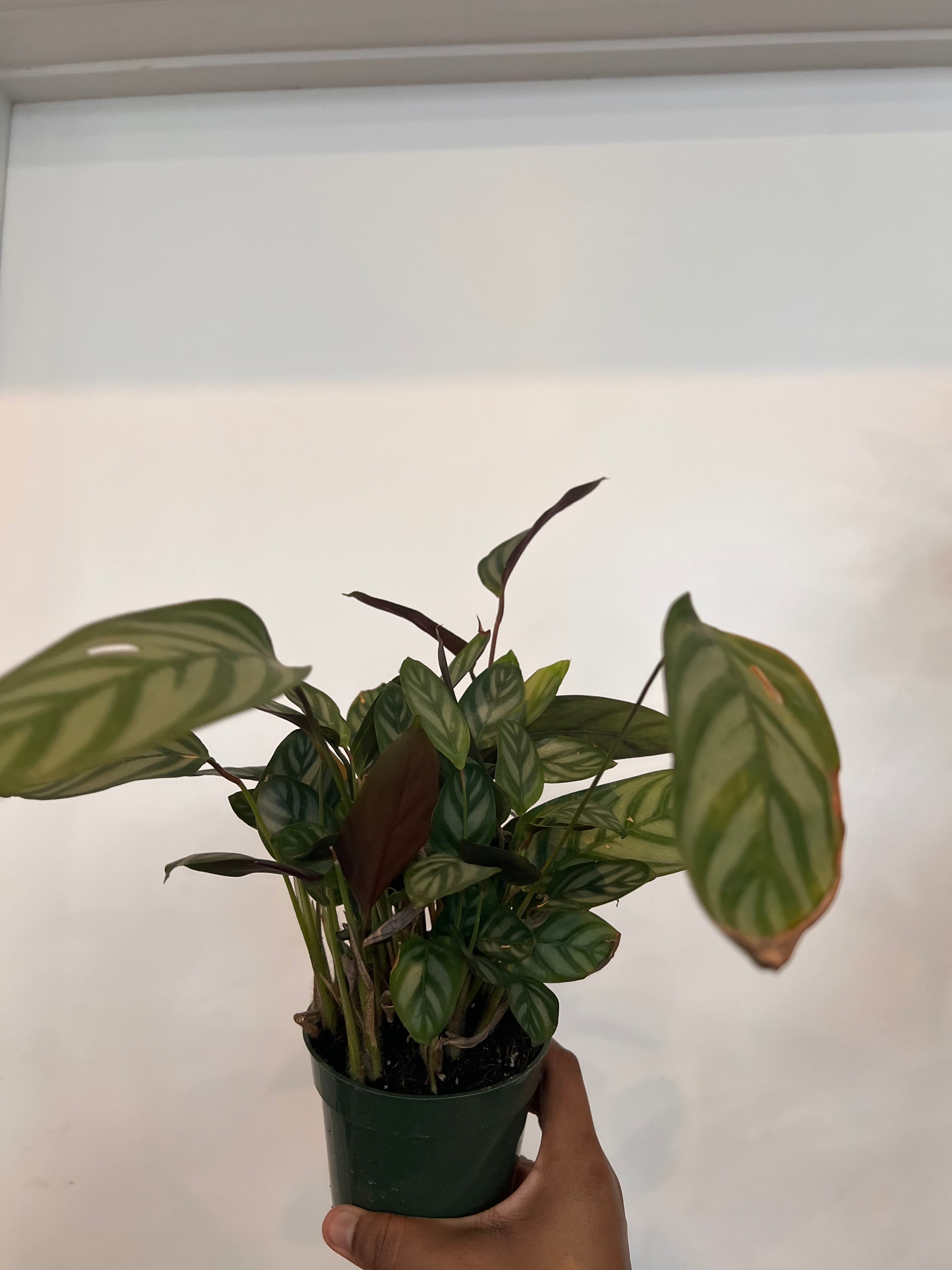 Calathea Setosa, Grey Star