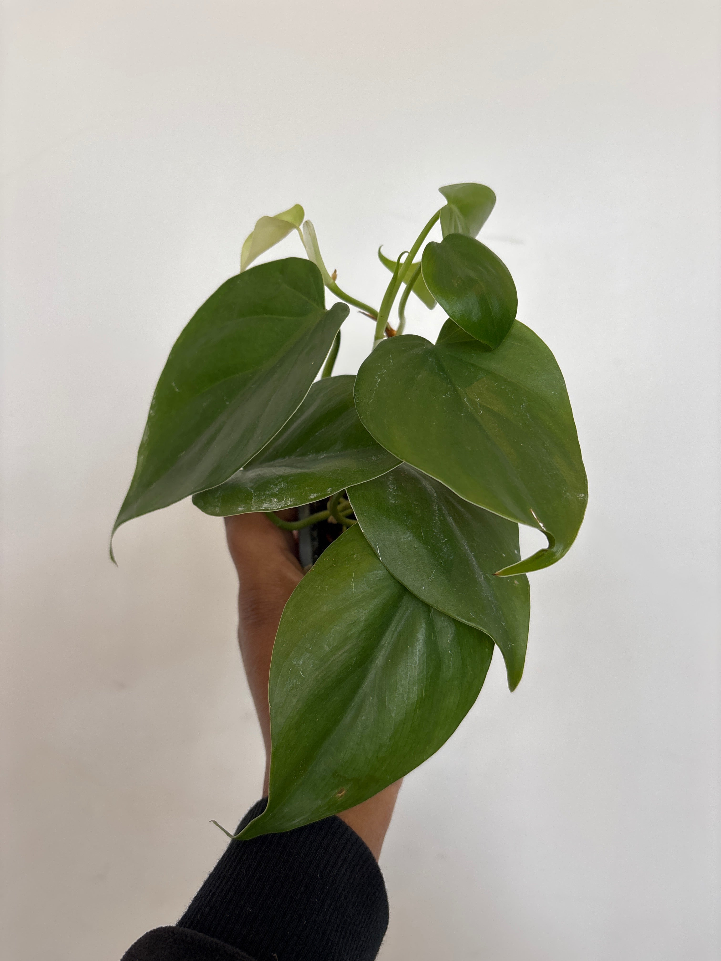 Heart leaf philodendron, Hederaceum