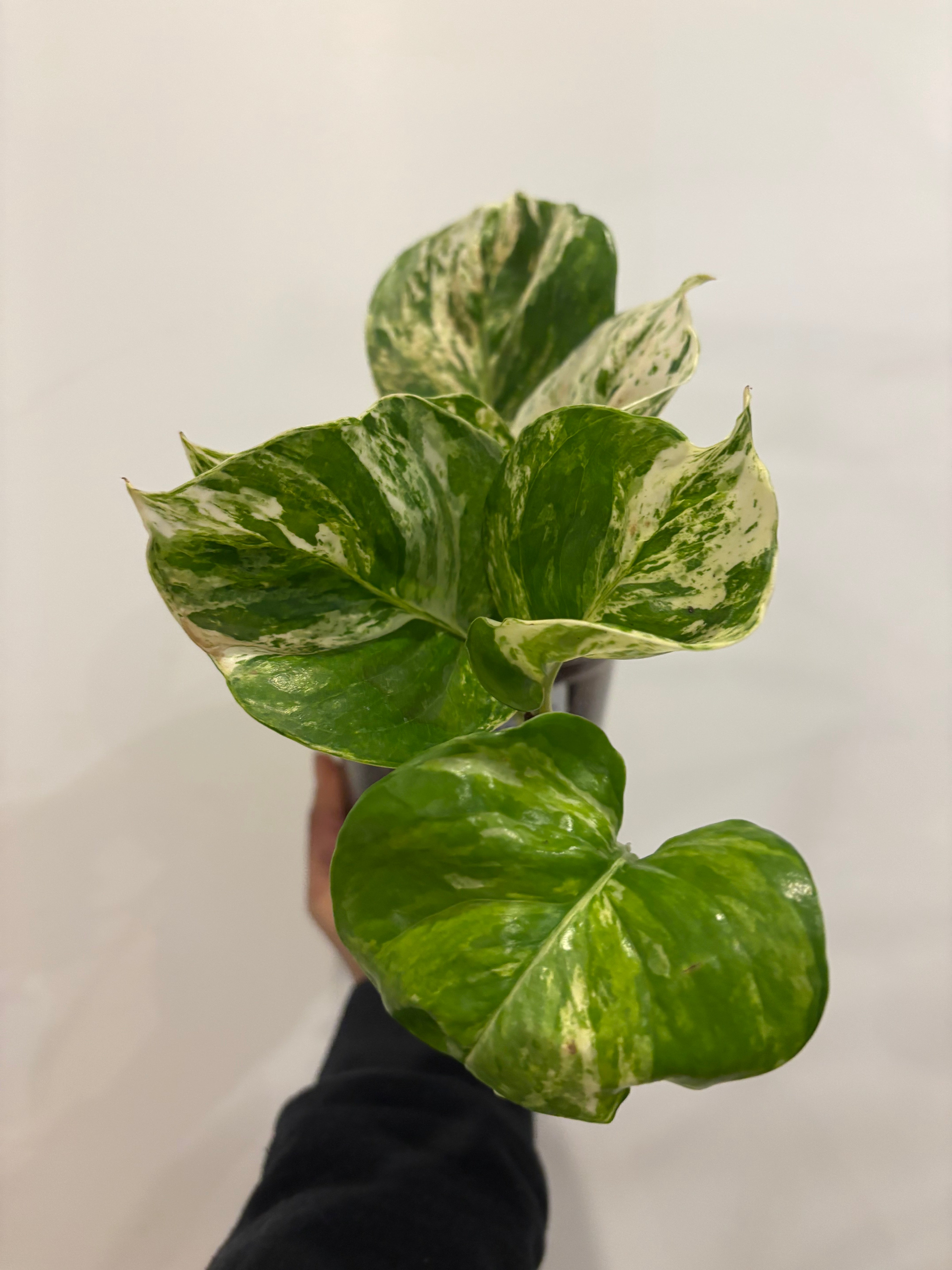 Manjula Pothos