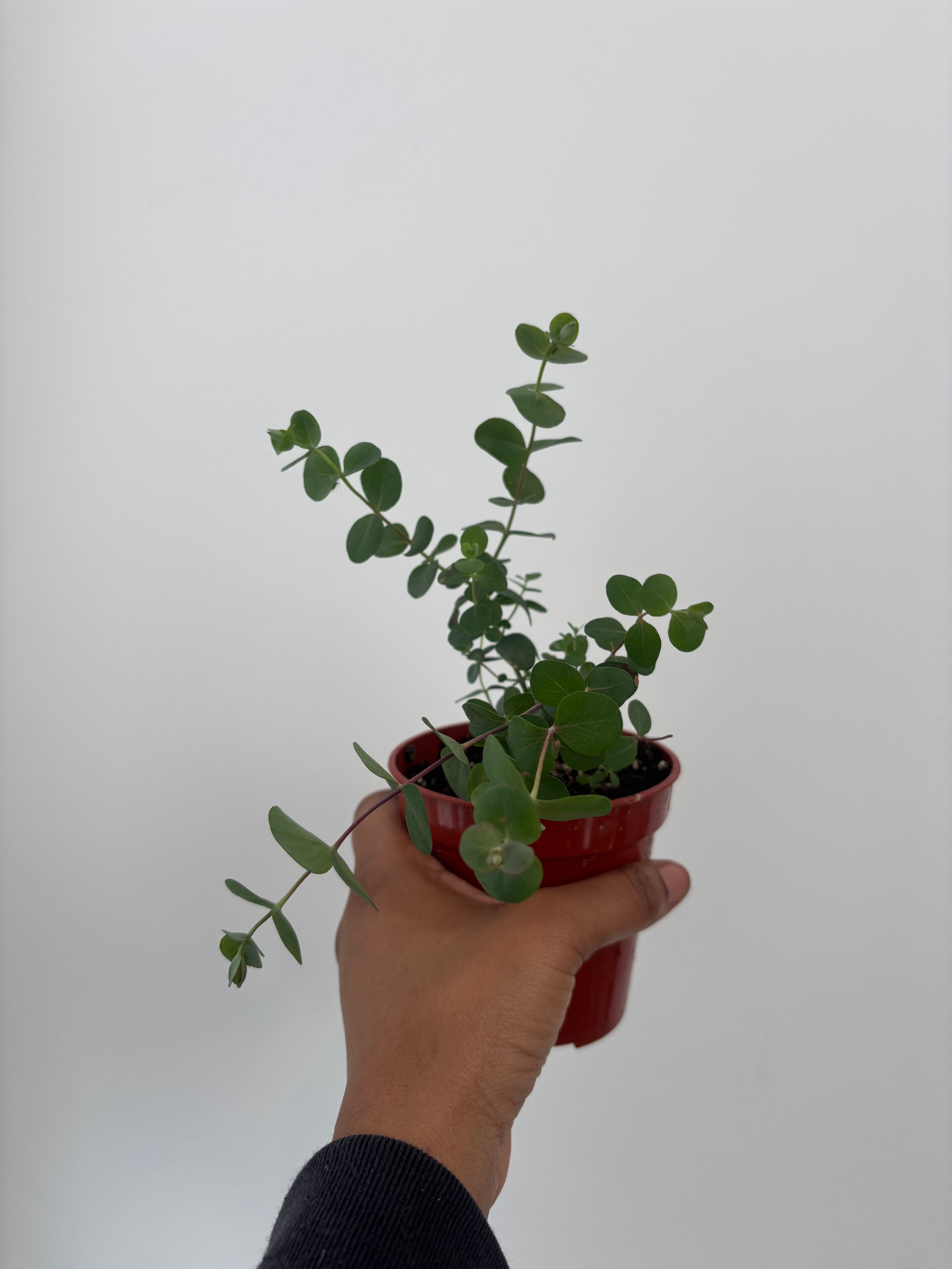 Baby Blue Eucalyptus