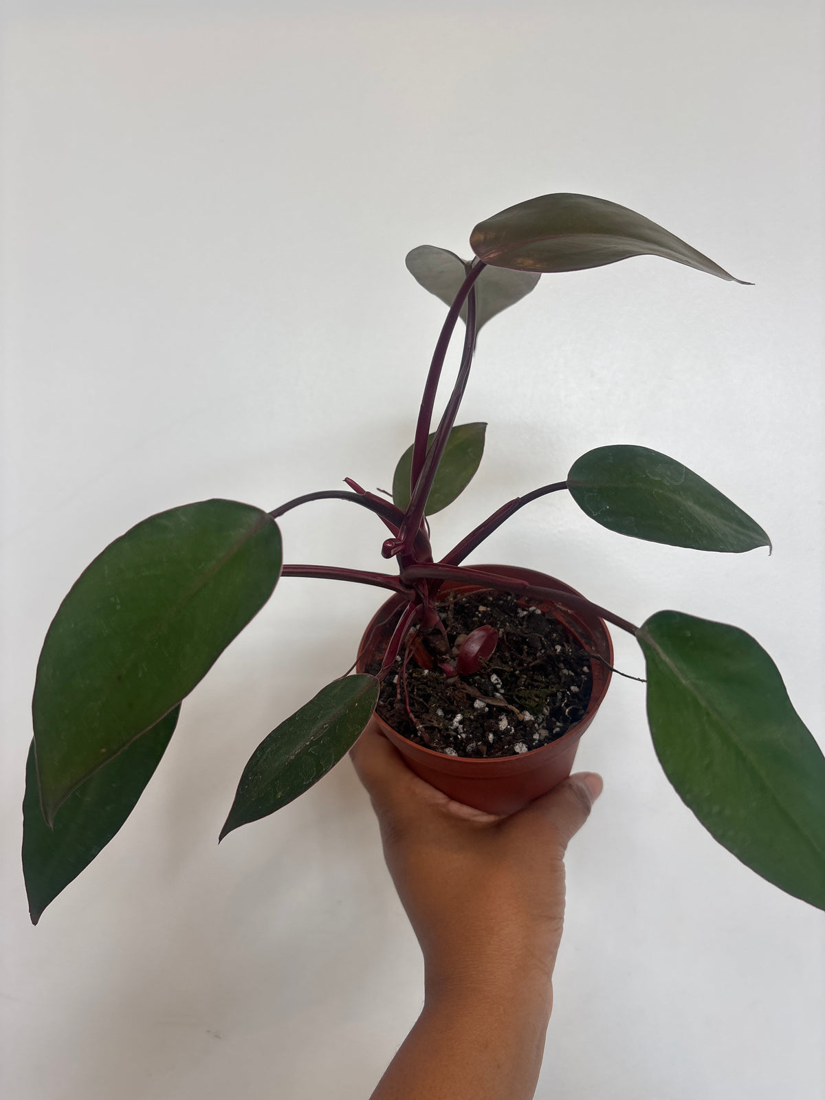 Reverted Pink Princess Philodendron