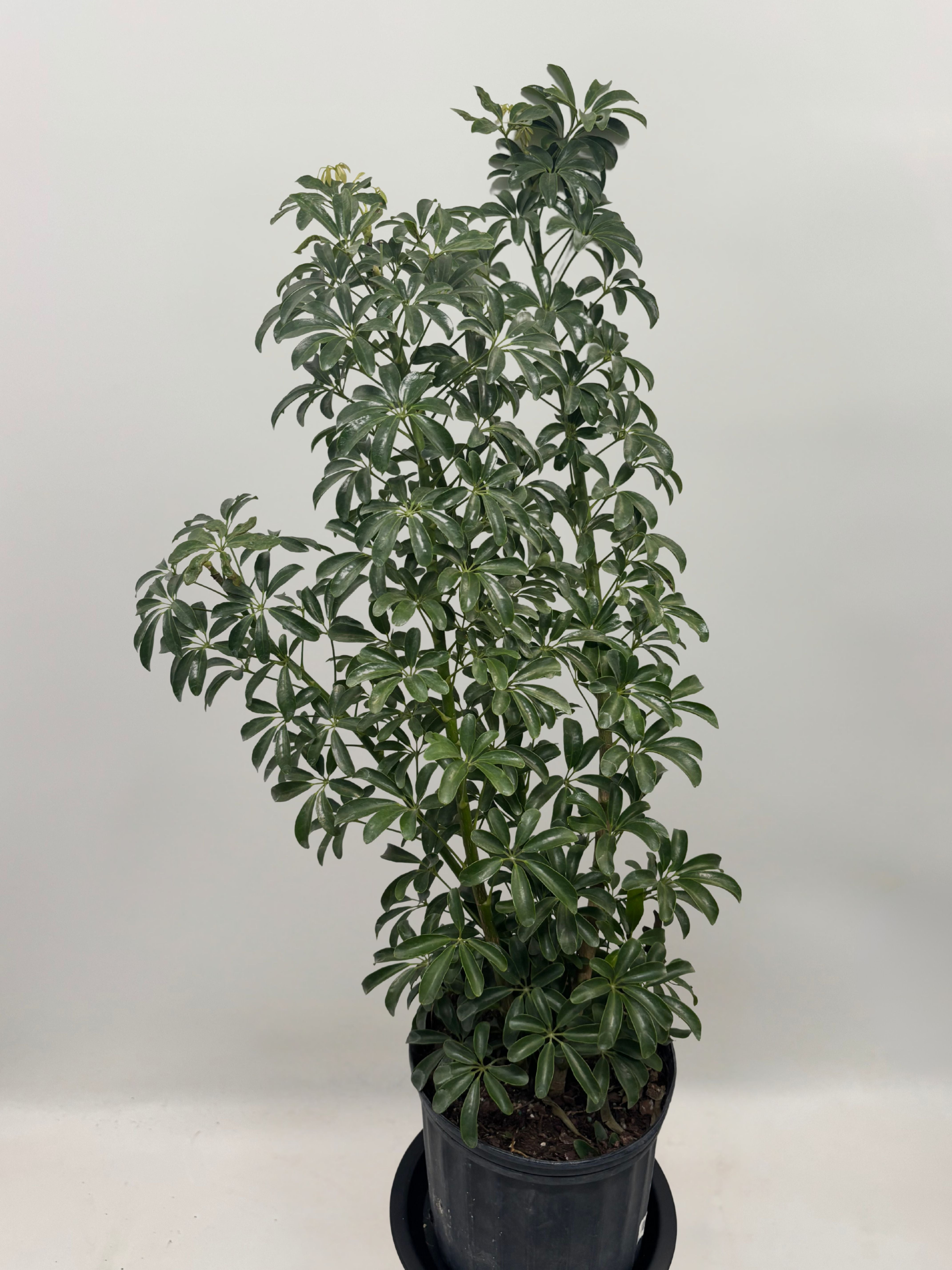 Schefflera Arboricola, Umbrella Tree