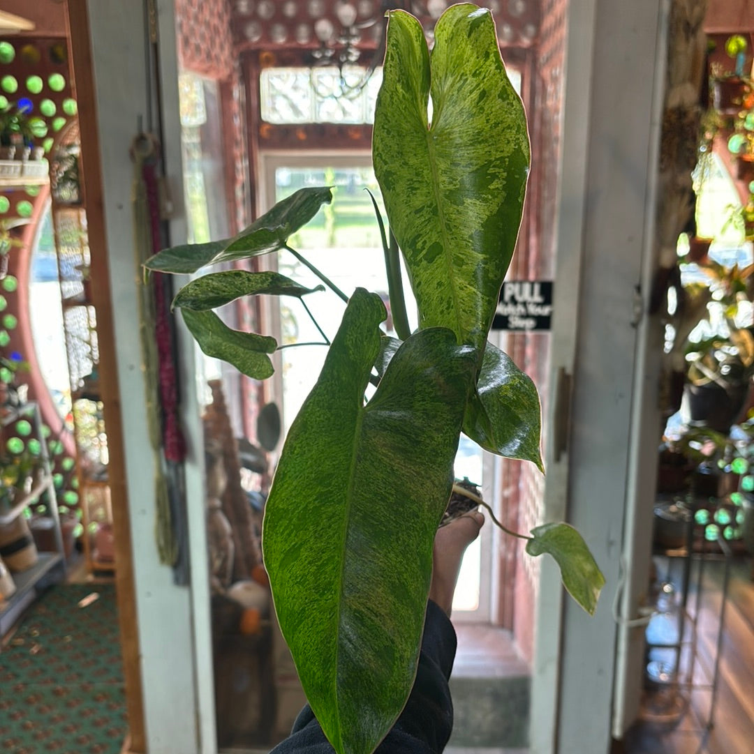 Philodendron Paraiso Verde