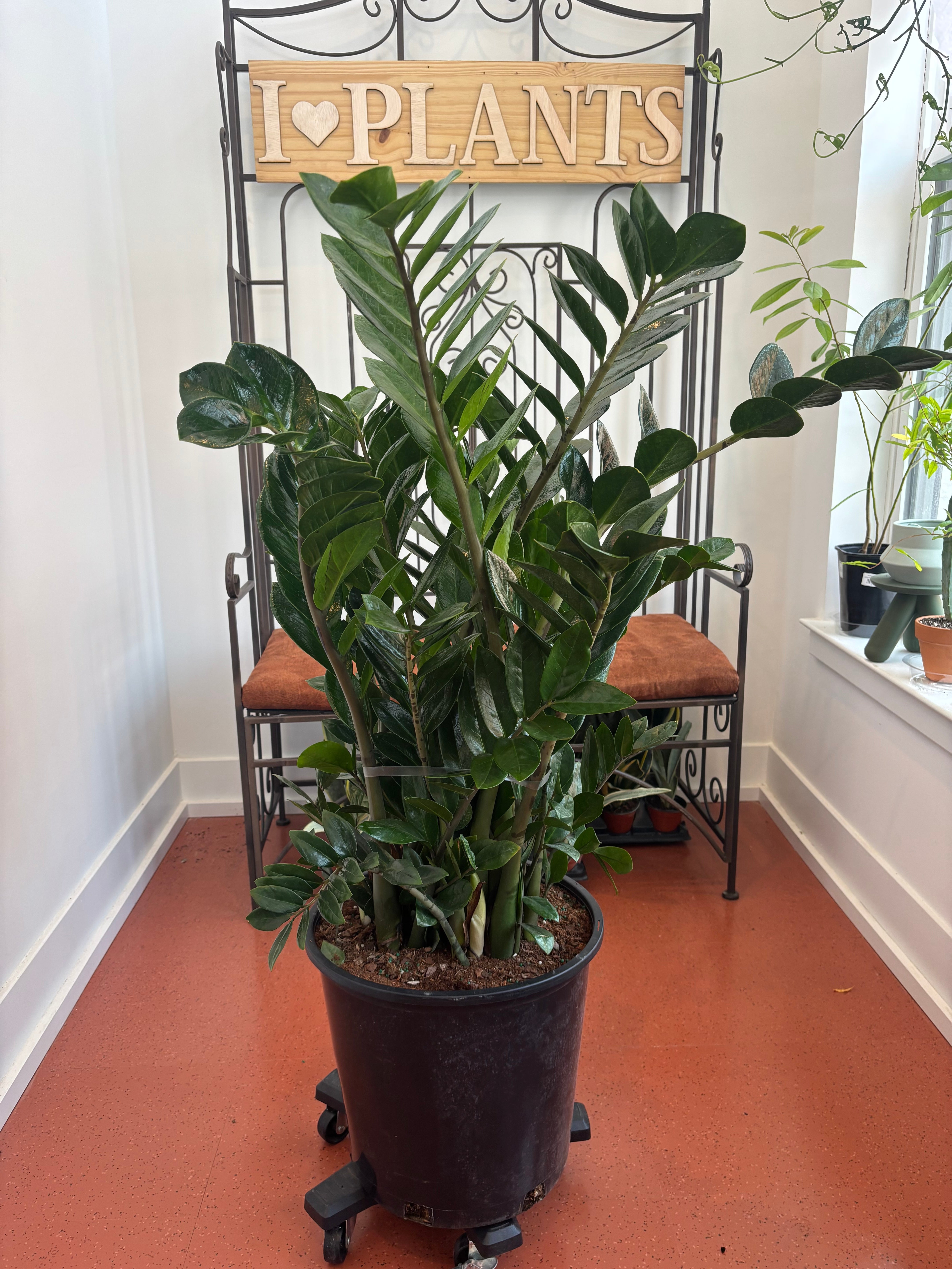 ZZ plant Zamioculcas Zamiifoli