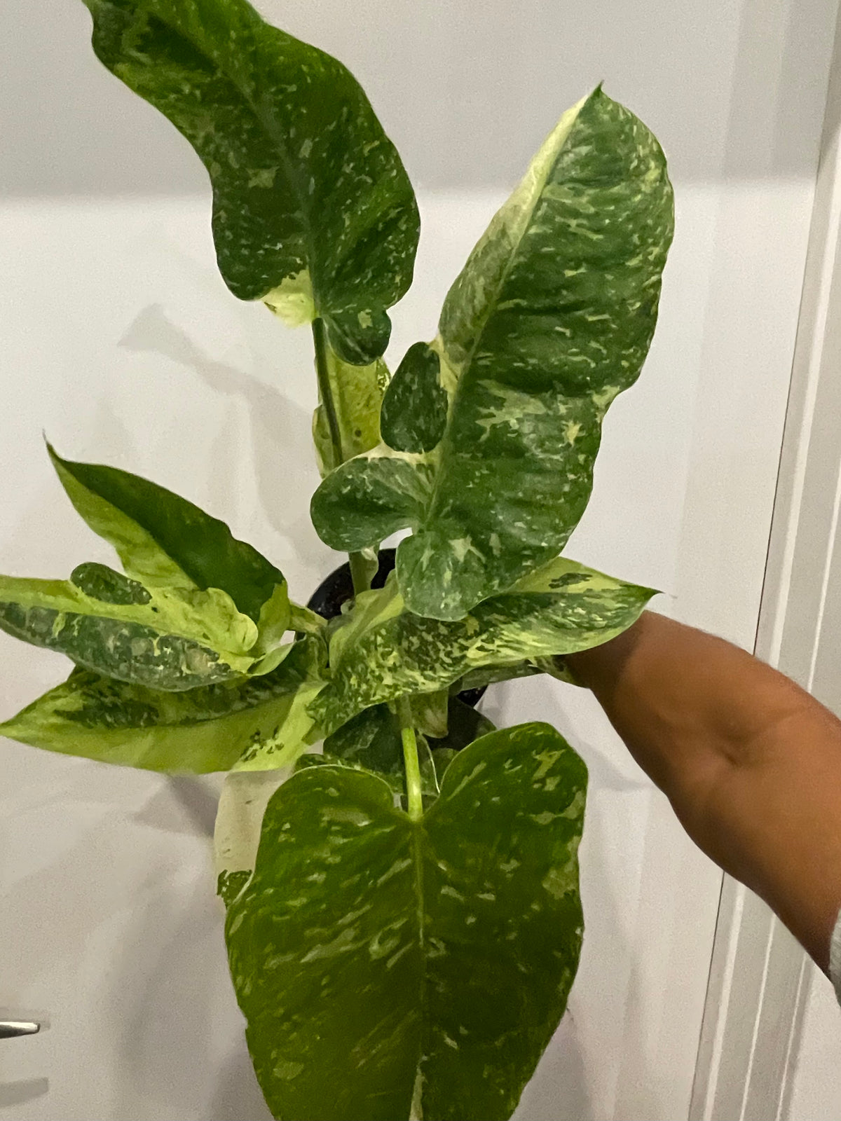 Philodendron Jose Bueno