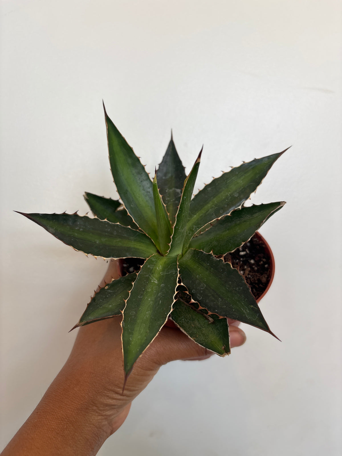 Agave Lophantha