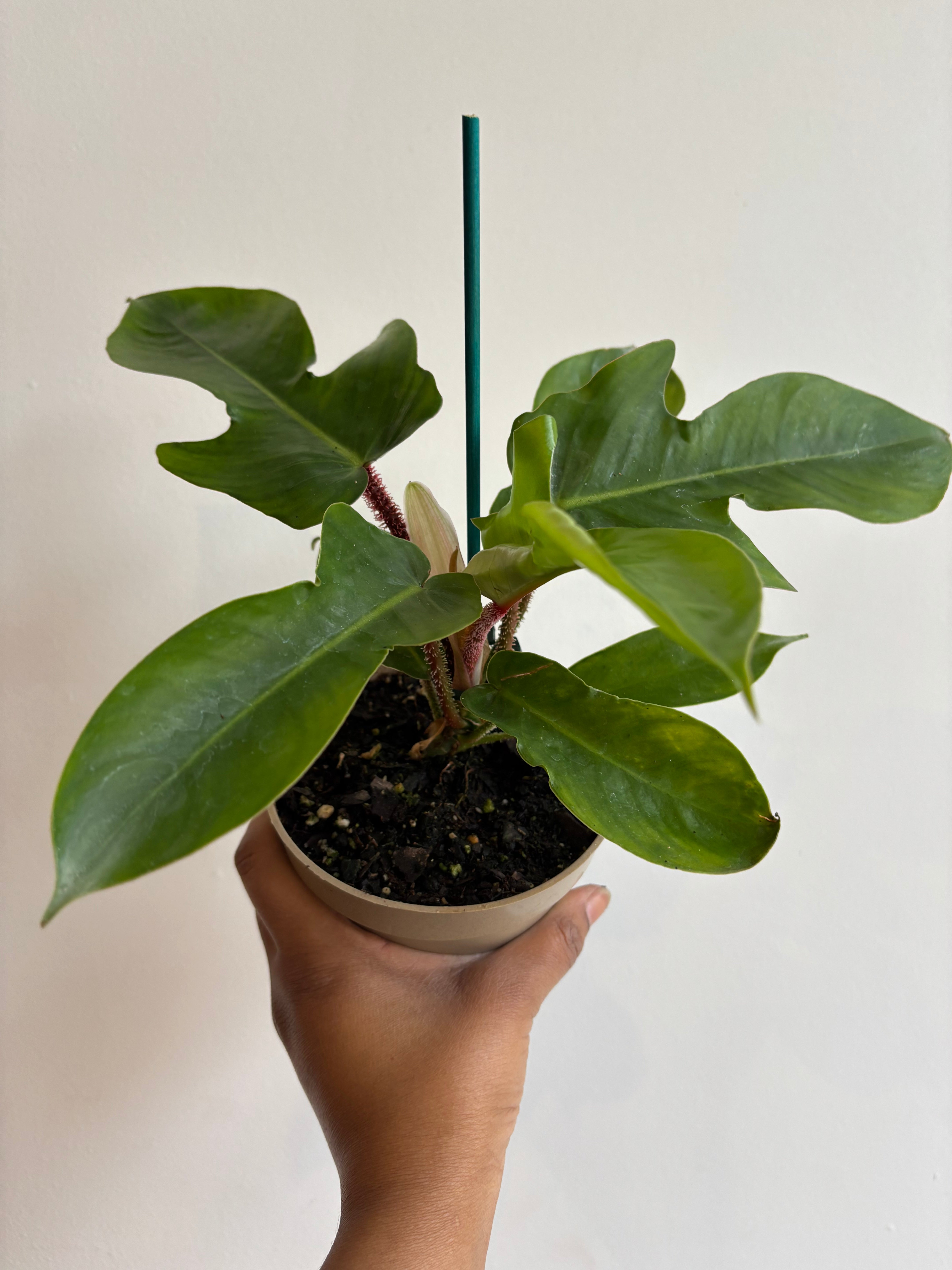 Philodendron Squamiferum