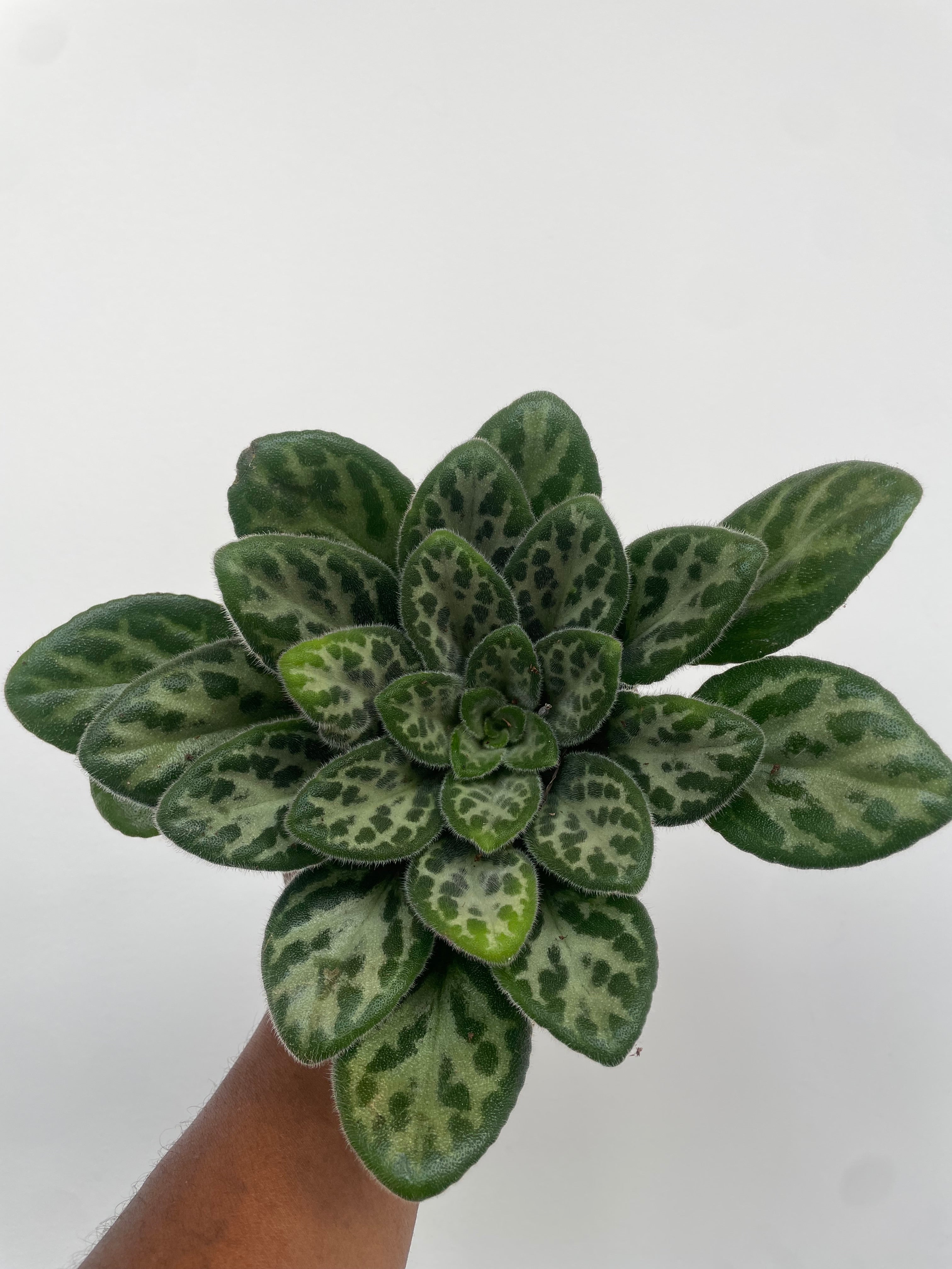 Primulina Summer Song