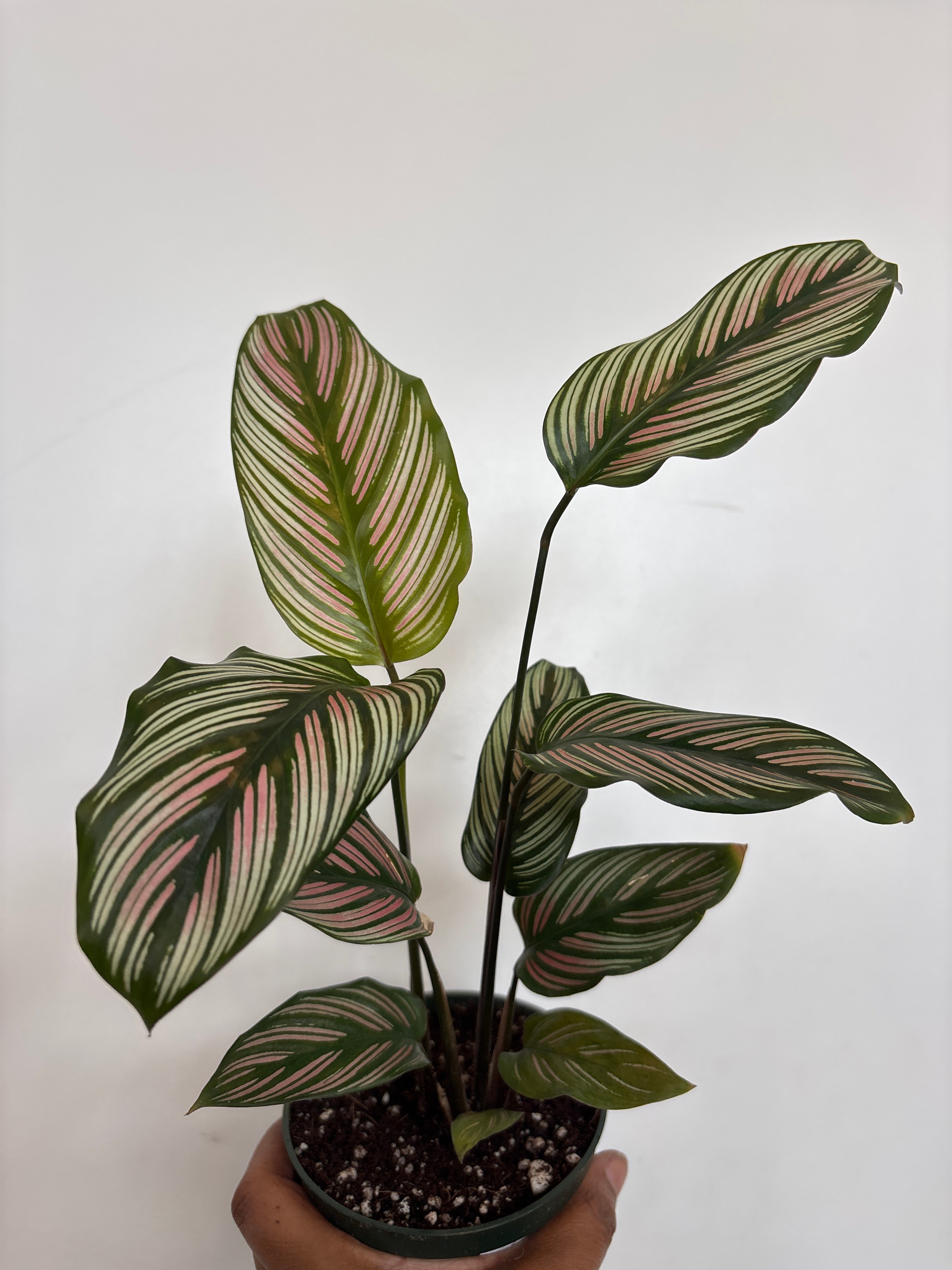 Calathea White Star