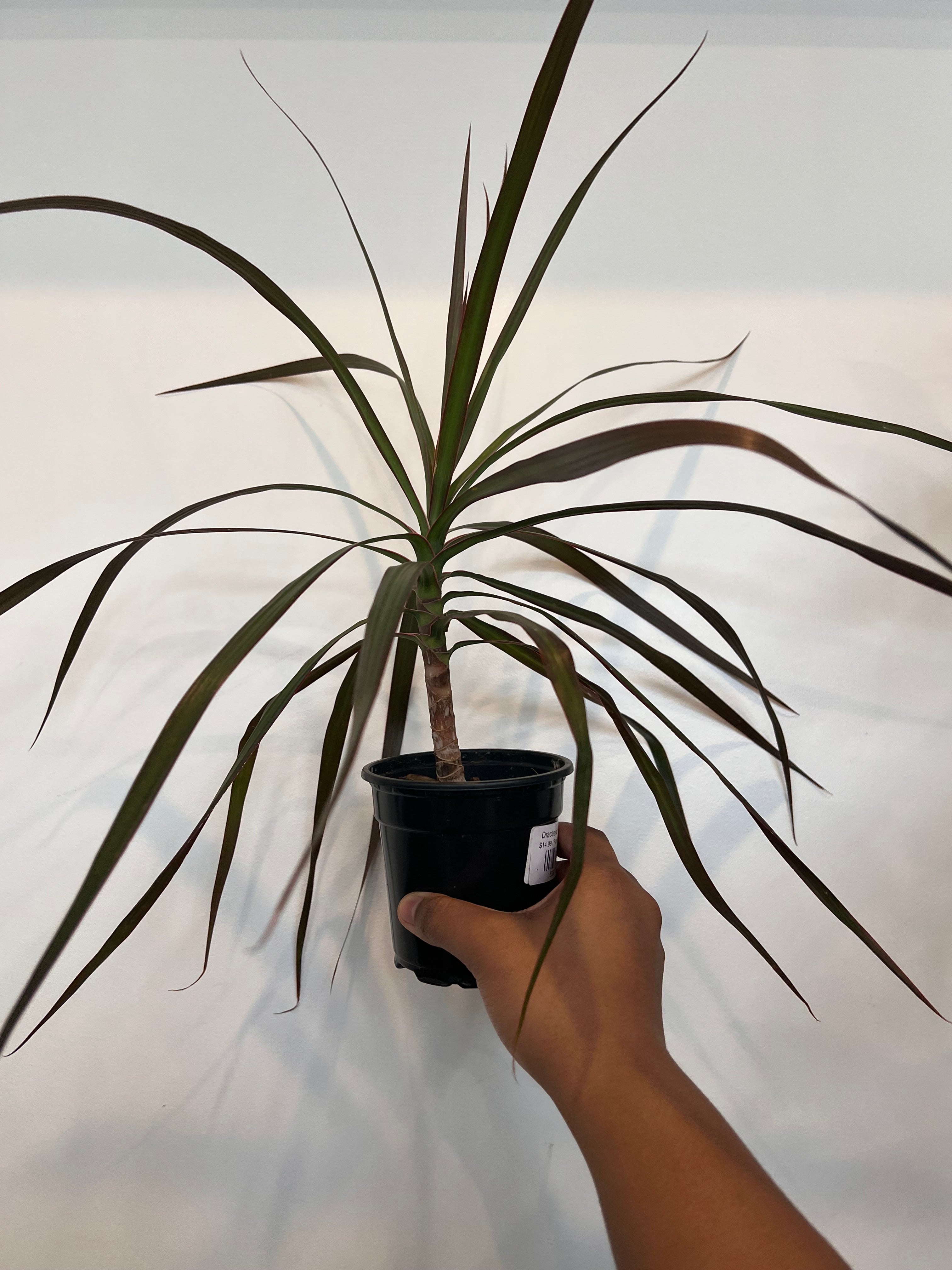 Dracaena Marginata