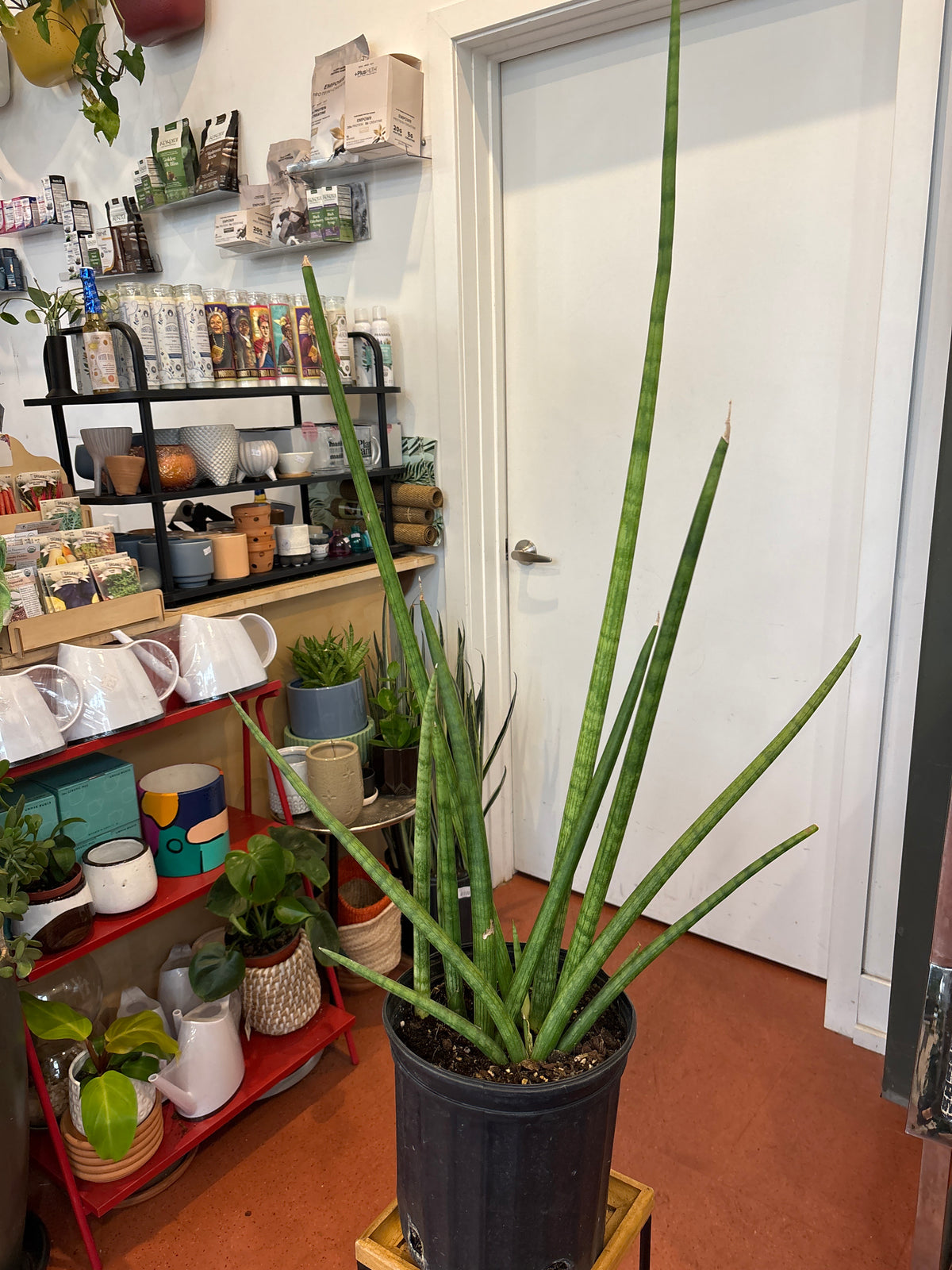 Sansevieria Cylindrica