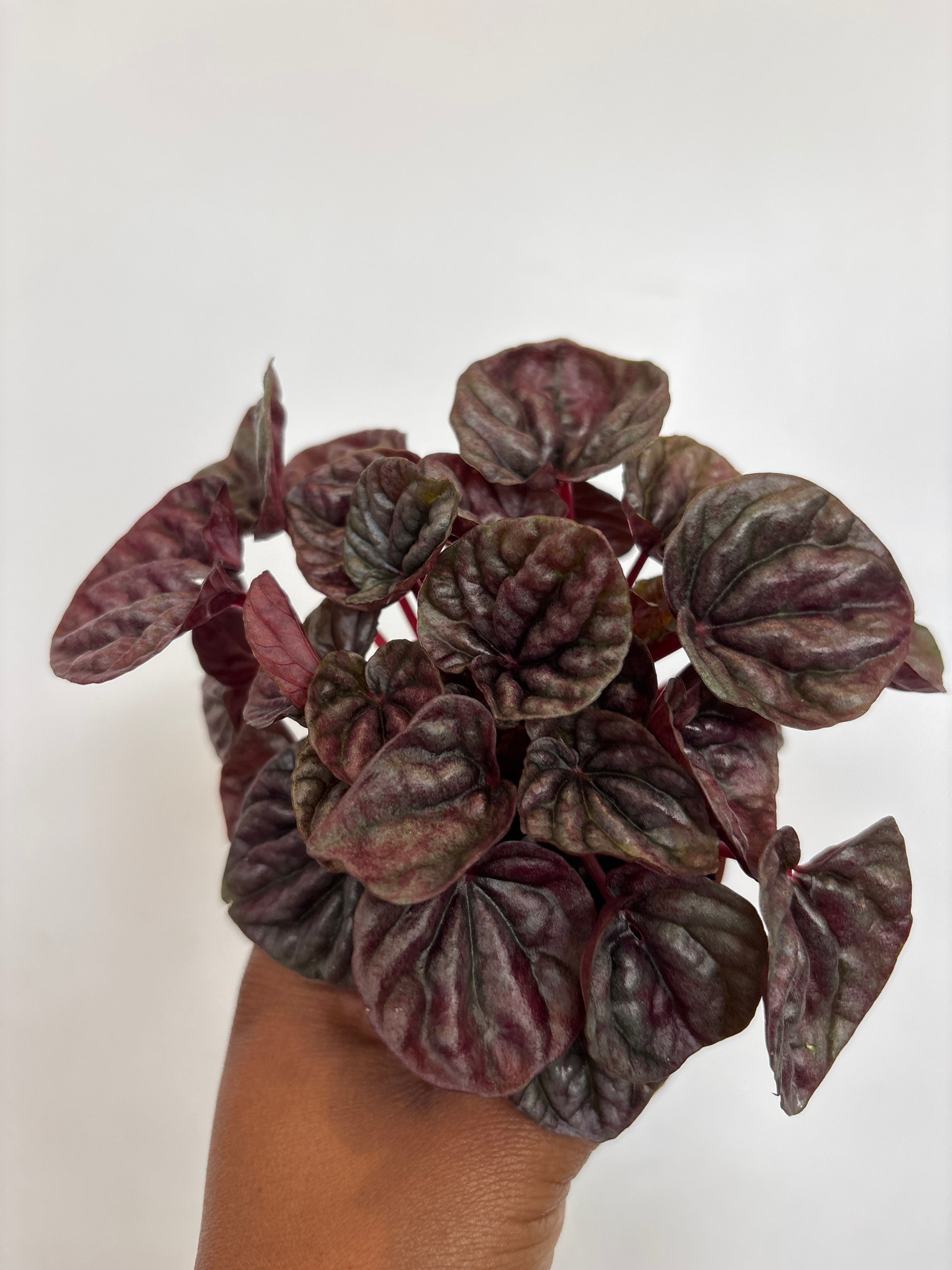 Peperomia caperata Red Luna