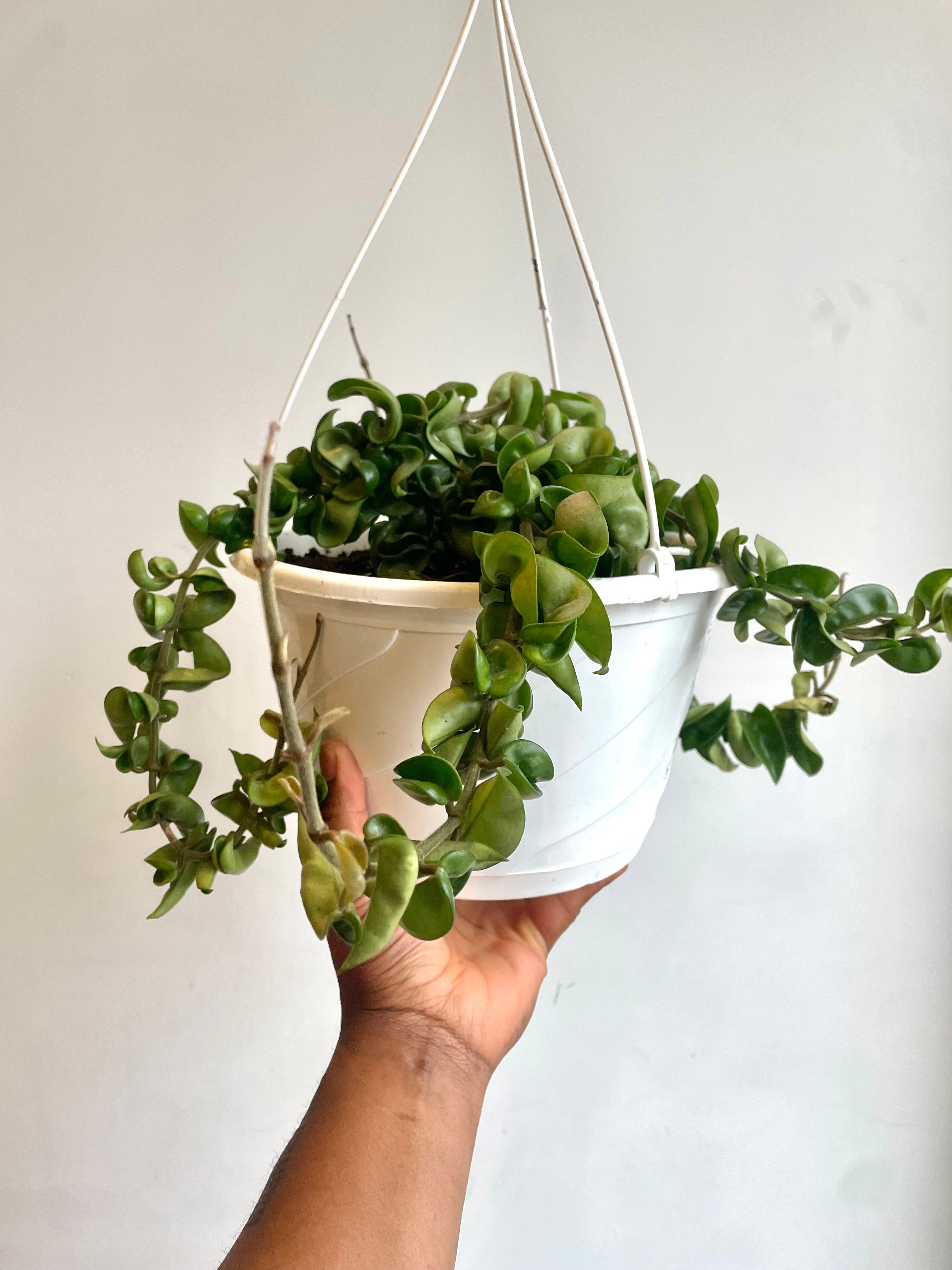 Hoya Carnosa Compacta, Rope Hoya