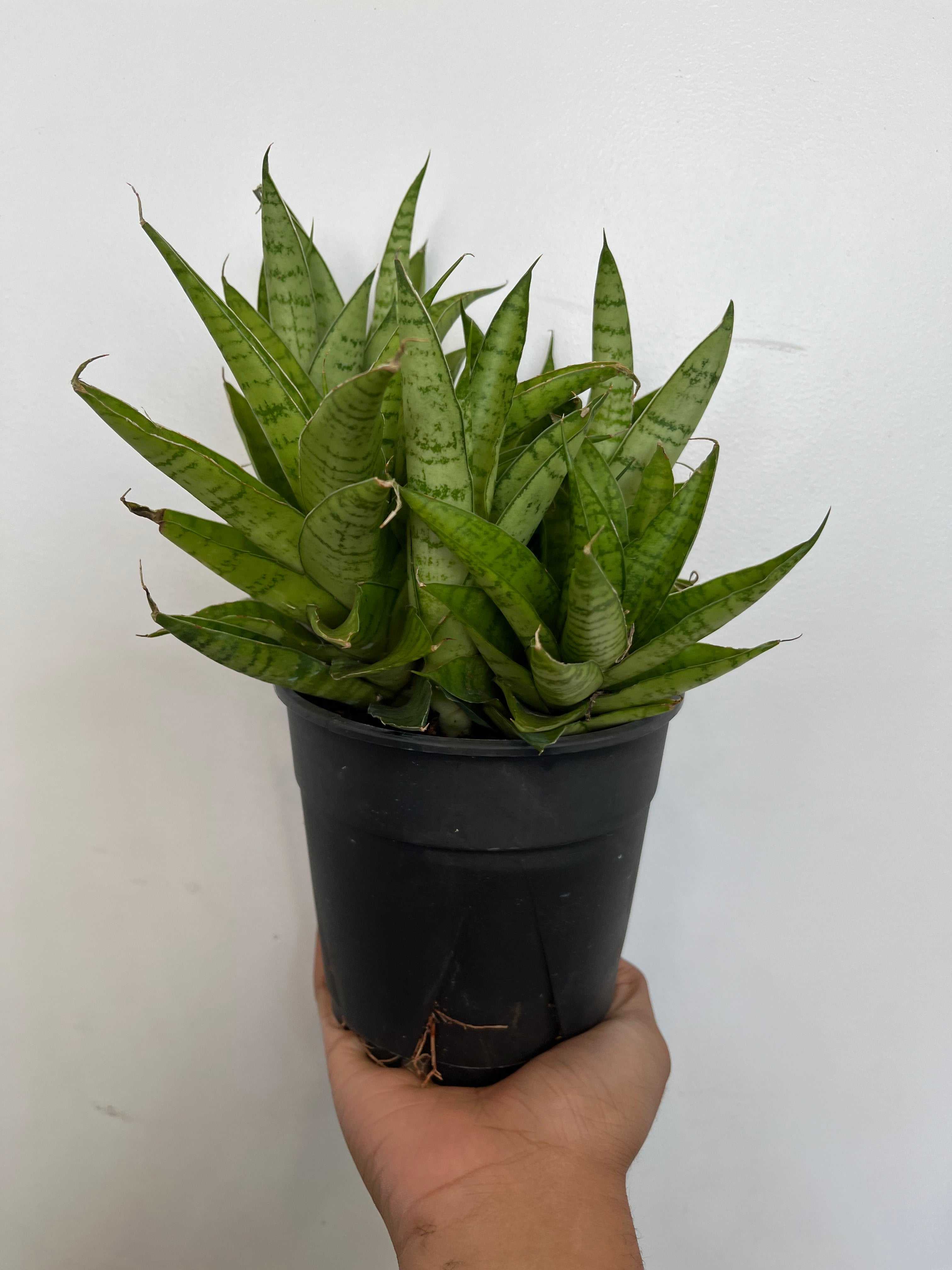 Sansevieria Royal Crown