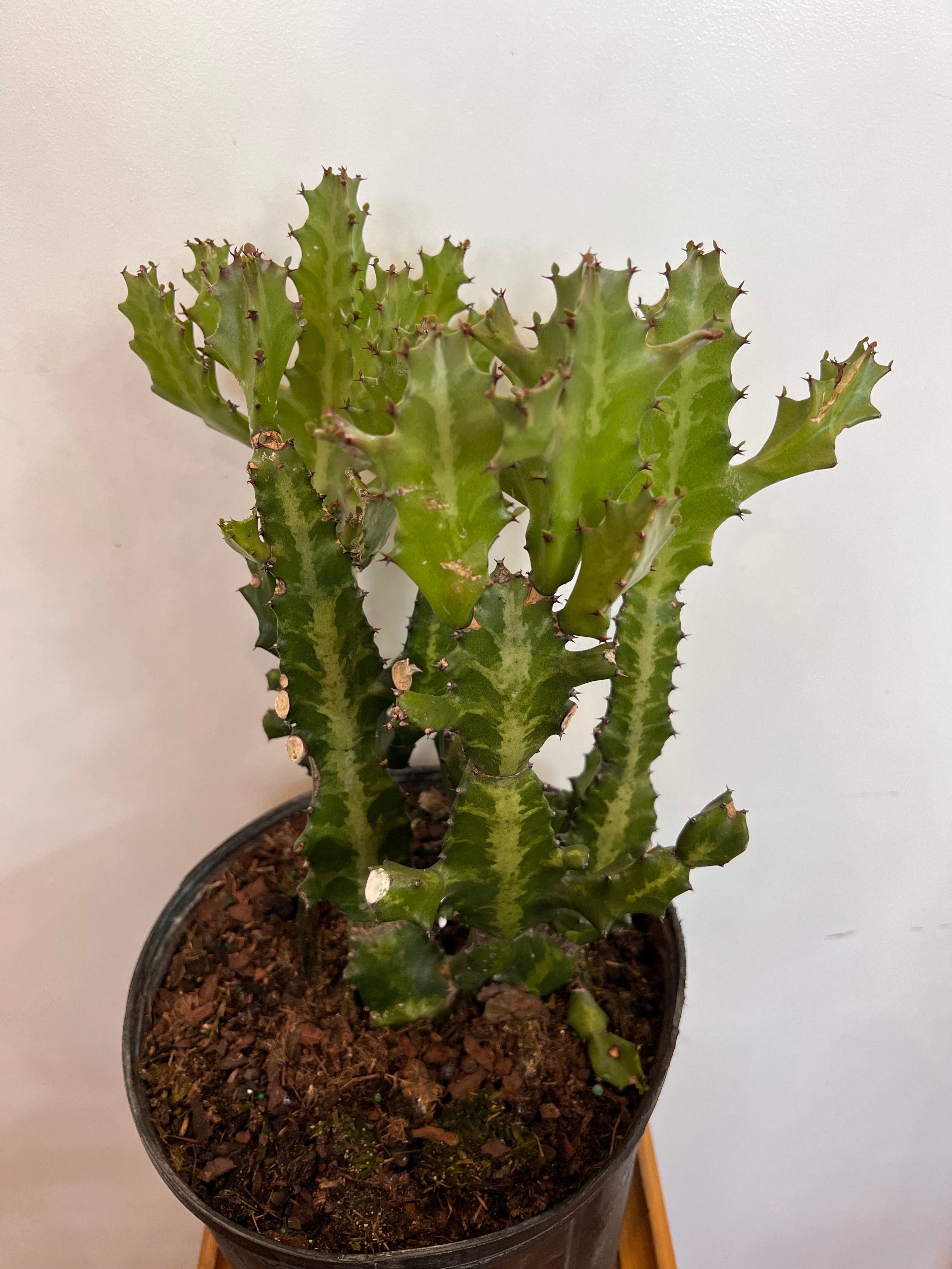 Philodendron Mottled Dragon