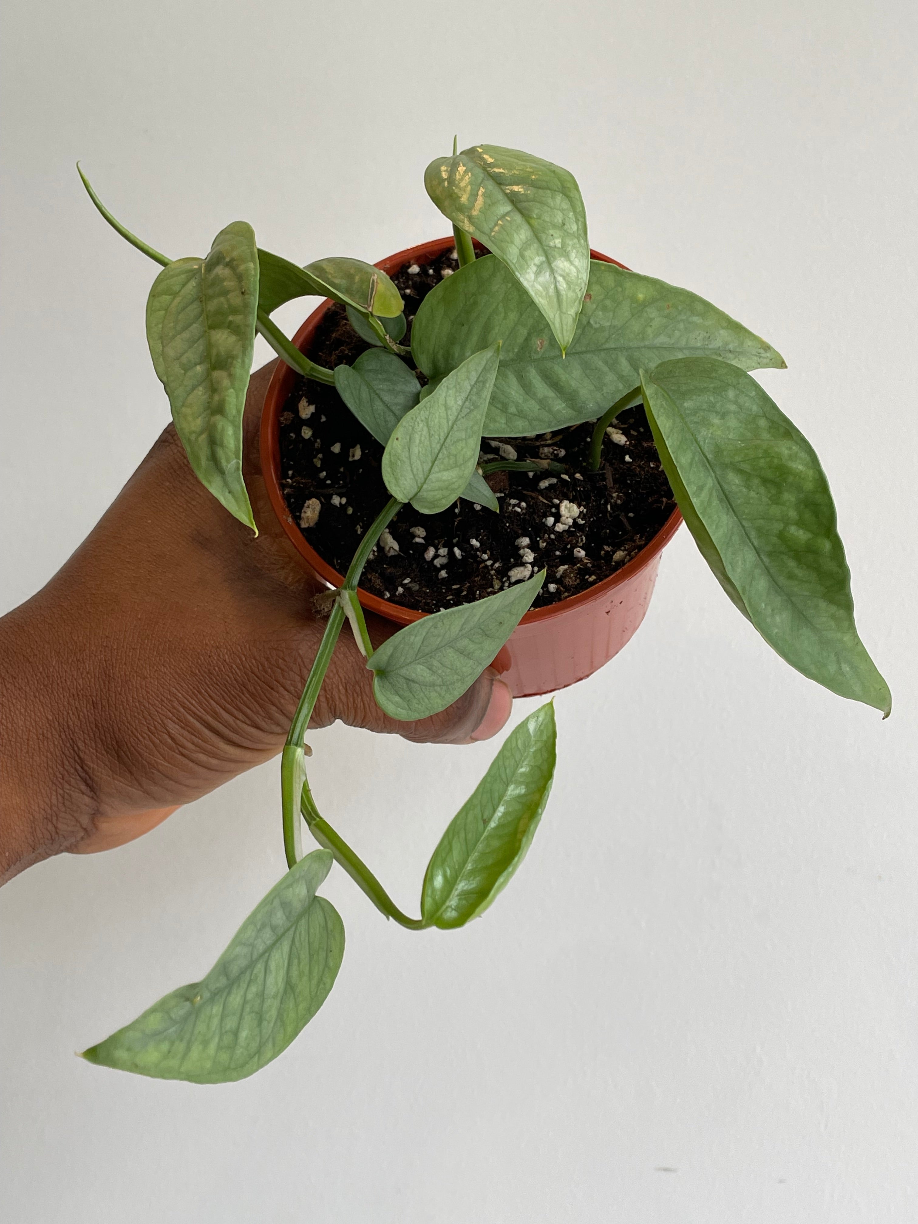 Cebu Blue Epipremnum Pinnatum