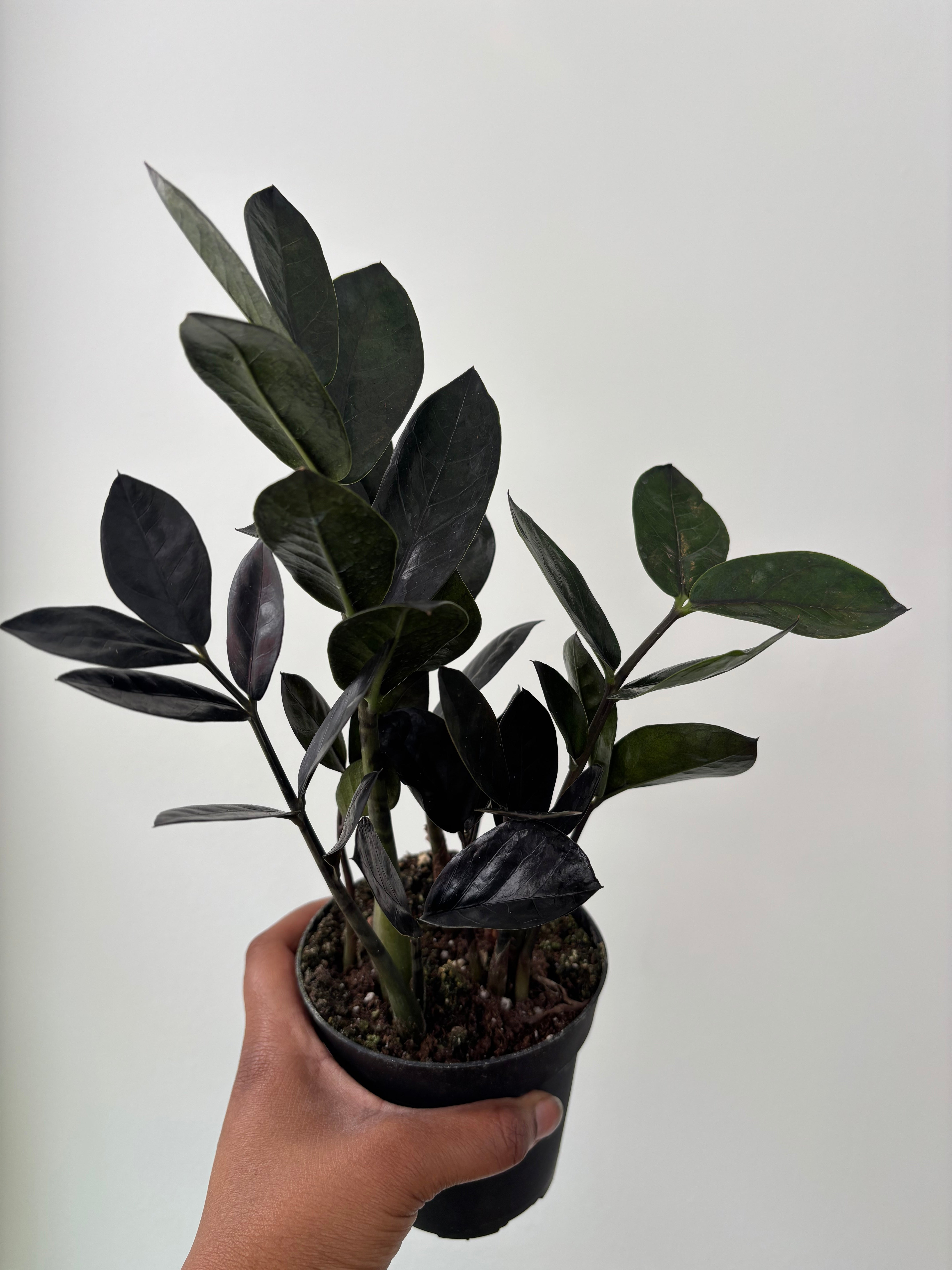 Raven ZZ Plant