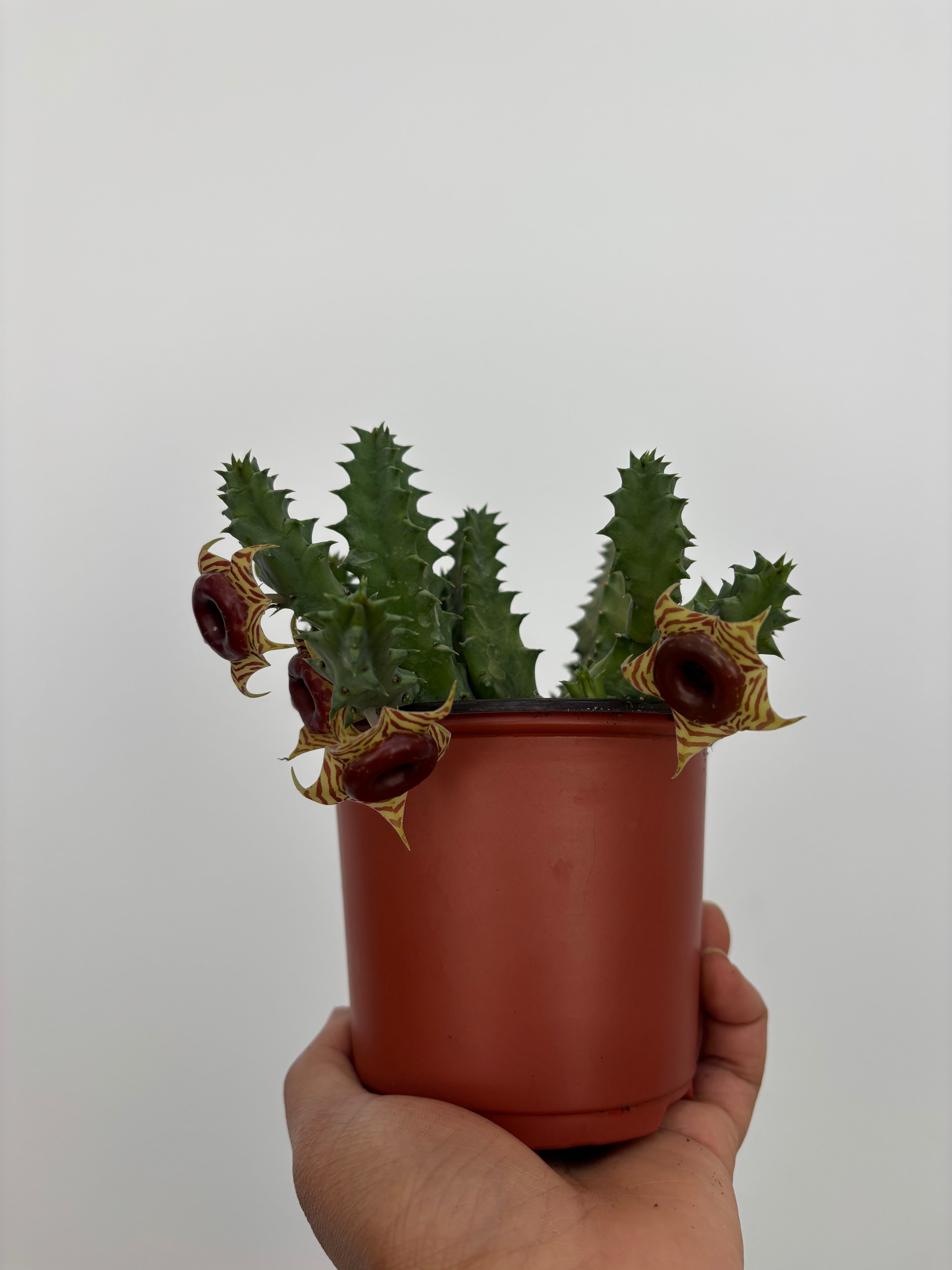 Huernia zebrina, Owl's Eyes