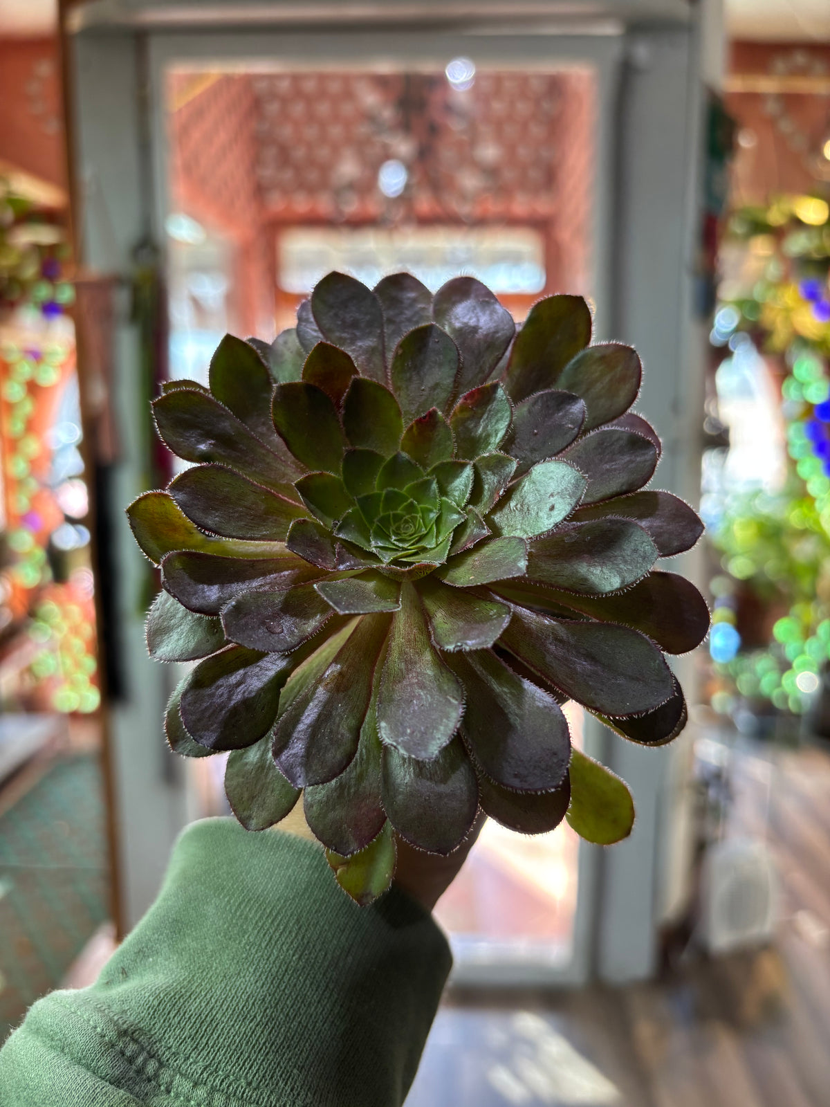 Aeonium arboreum Kiwi