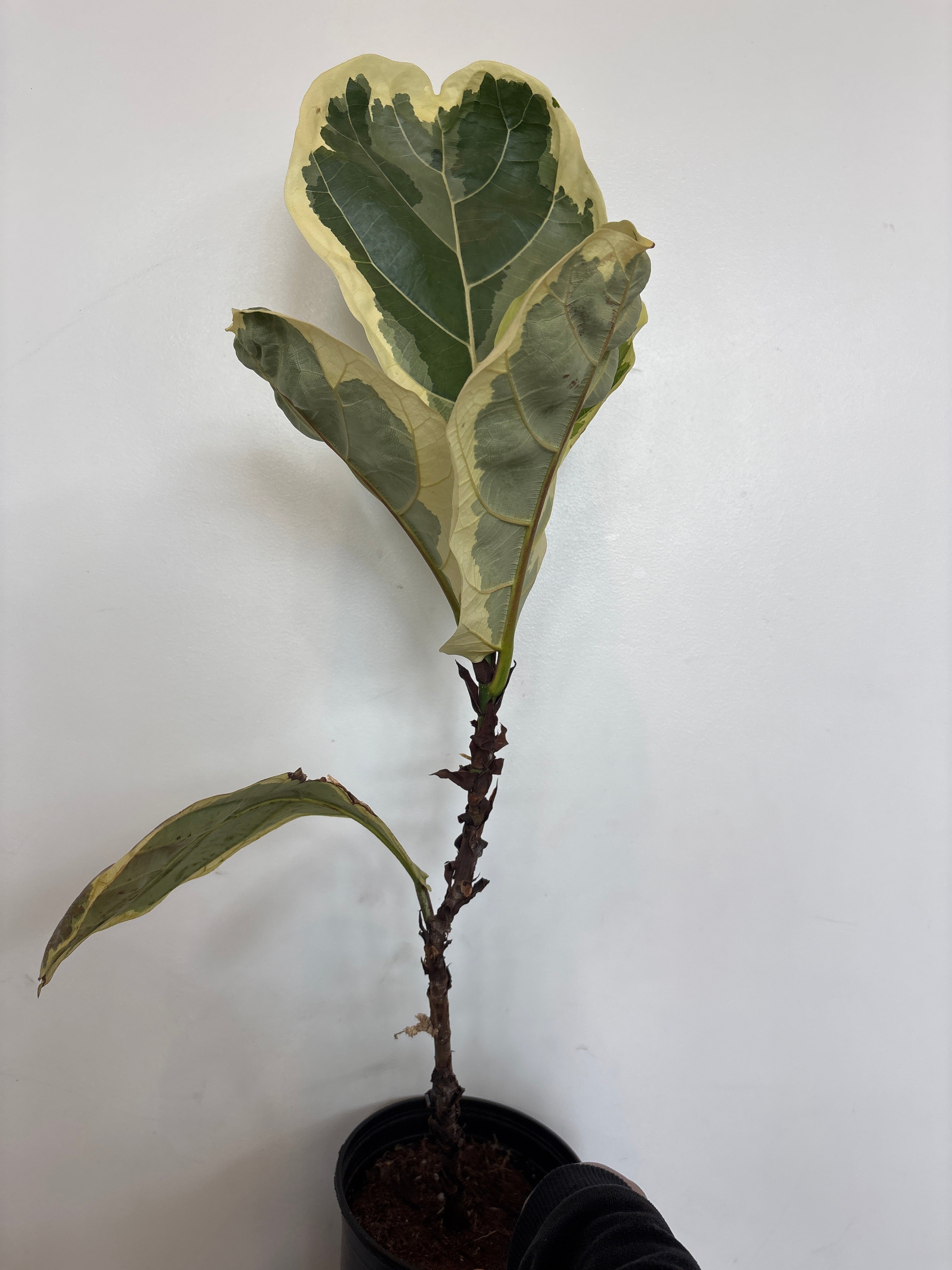 Variegated Ficus Lyrata Fiddle Leaf Fig