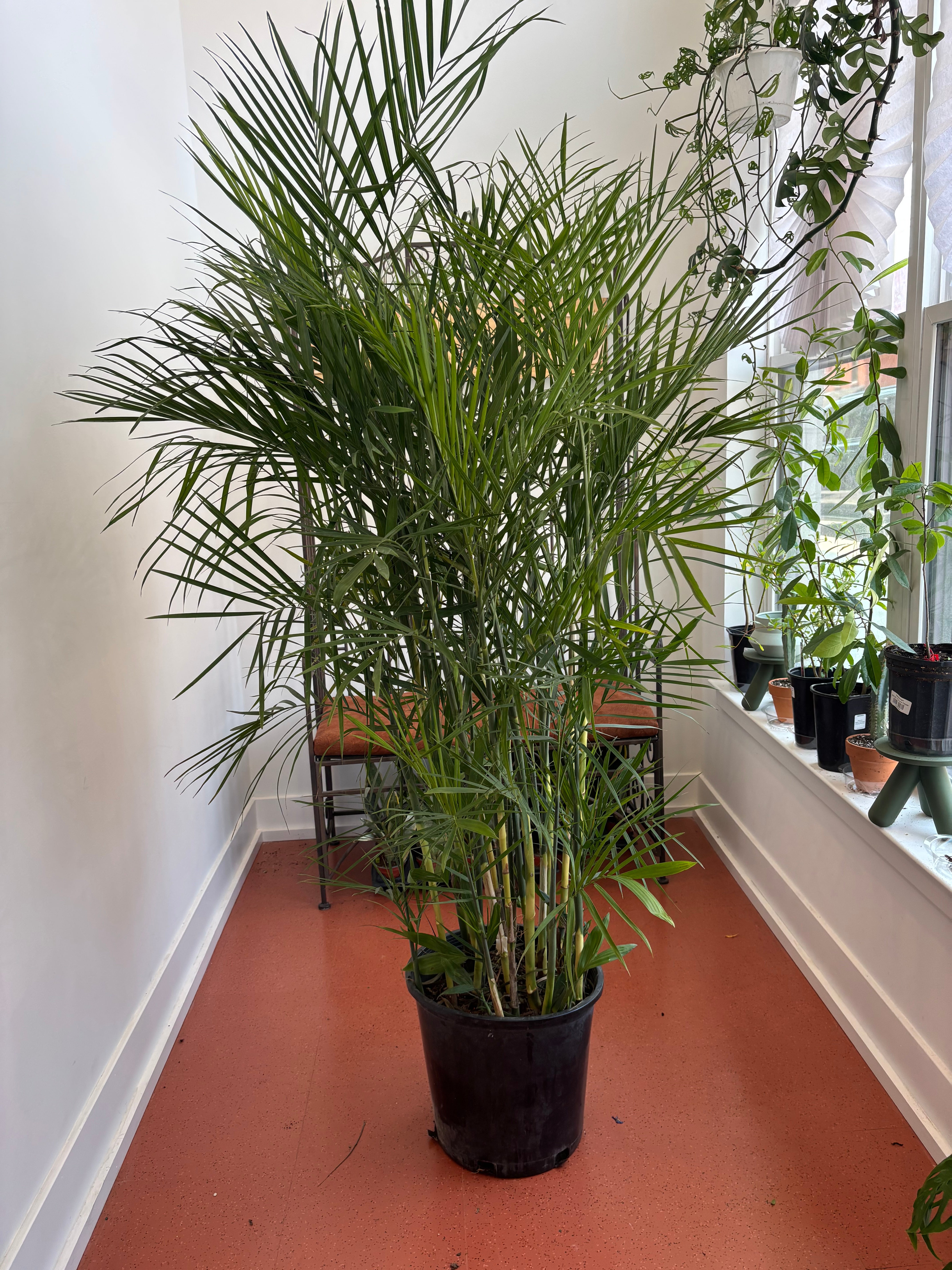 Bamboo Palm