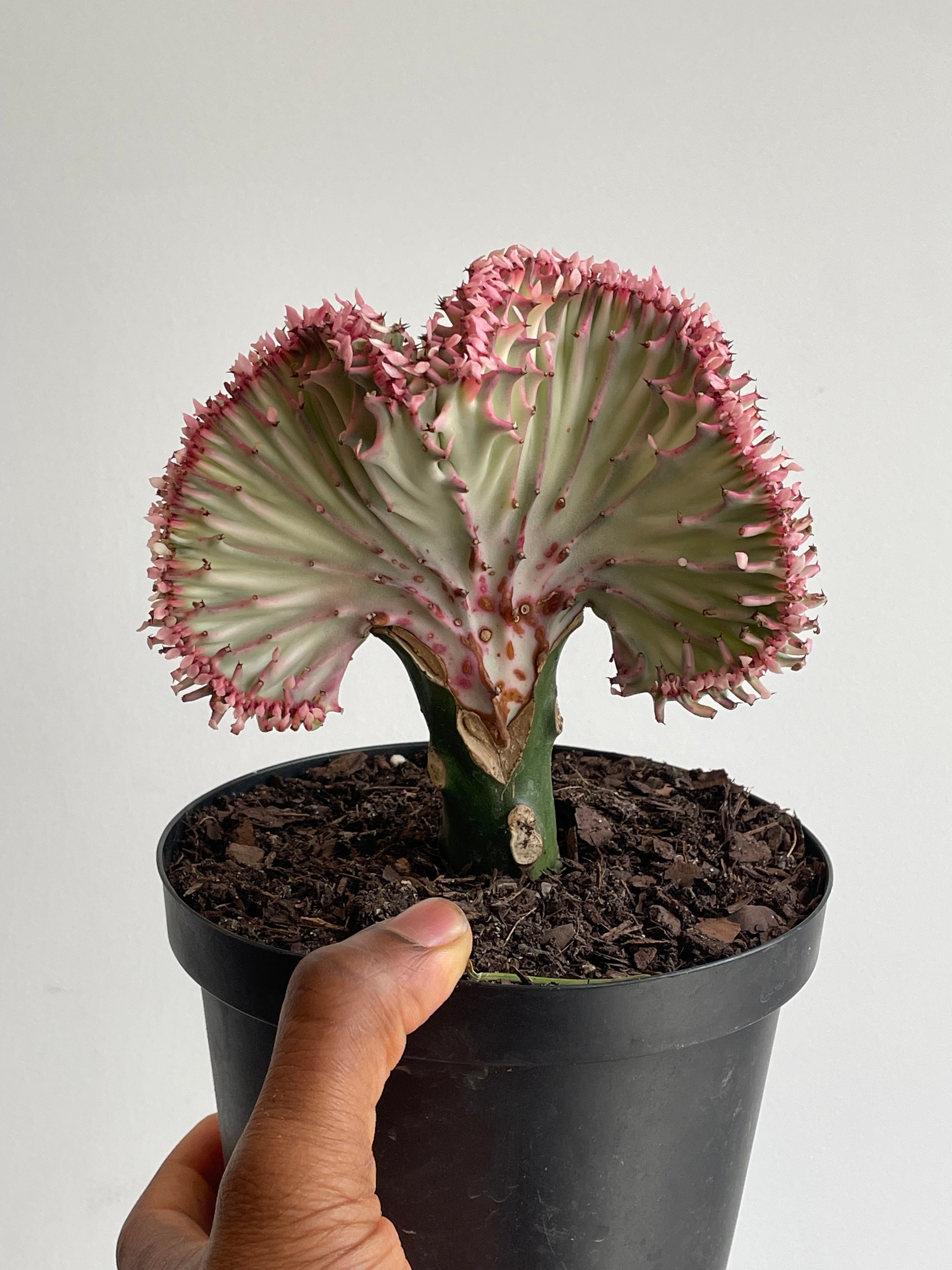 Euphorbia Lactea Cristata, Coral Cactus