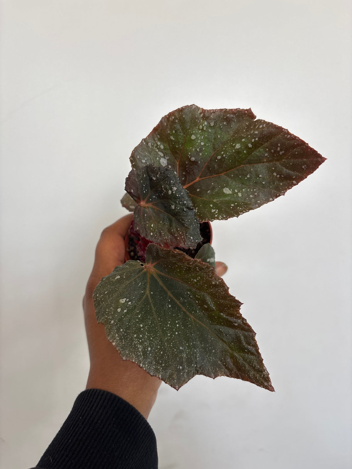 Angel Wing Begonia
