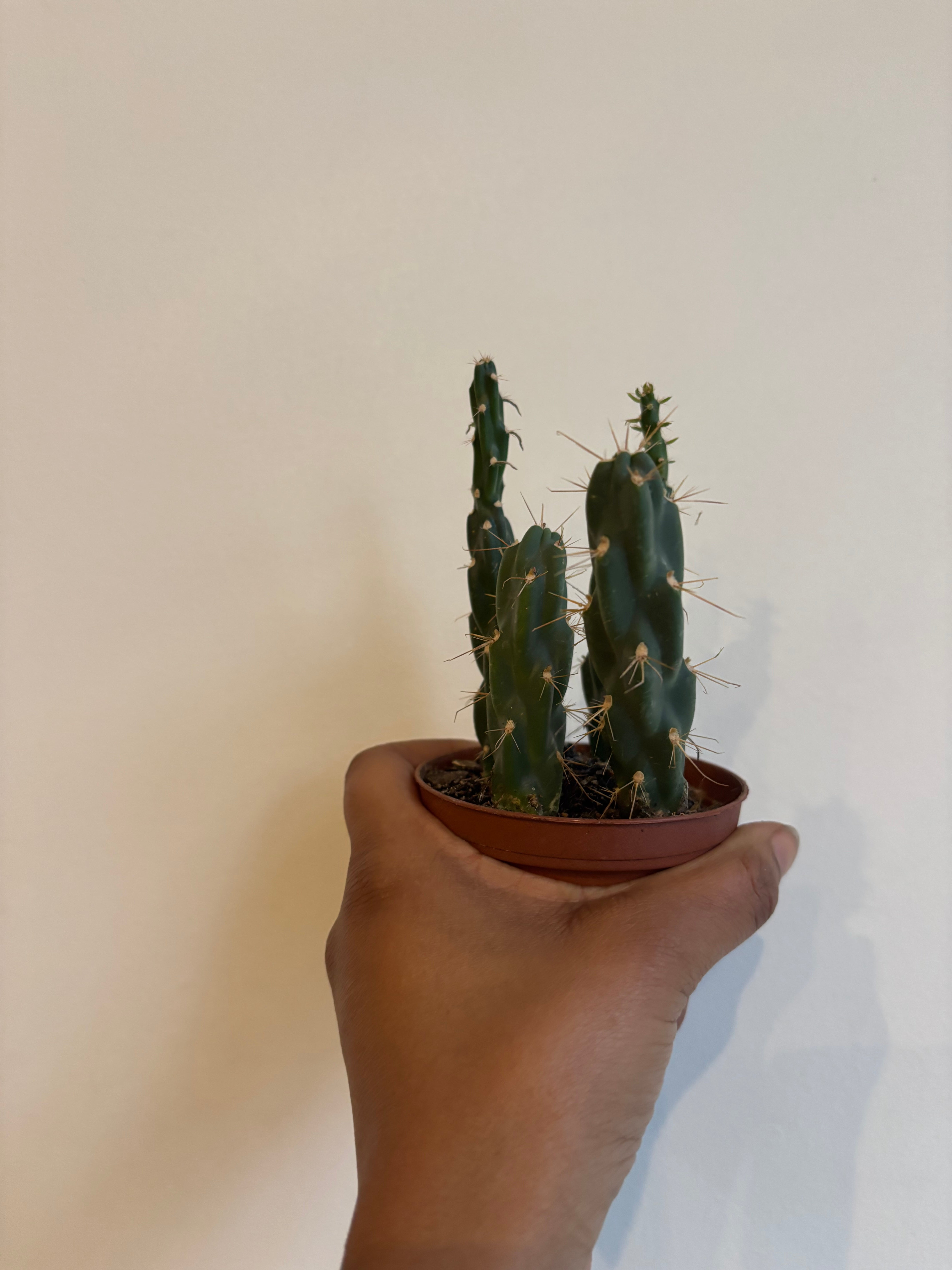 Staghorn Cholla Cactus