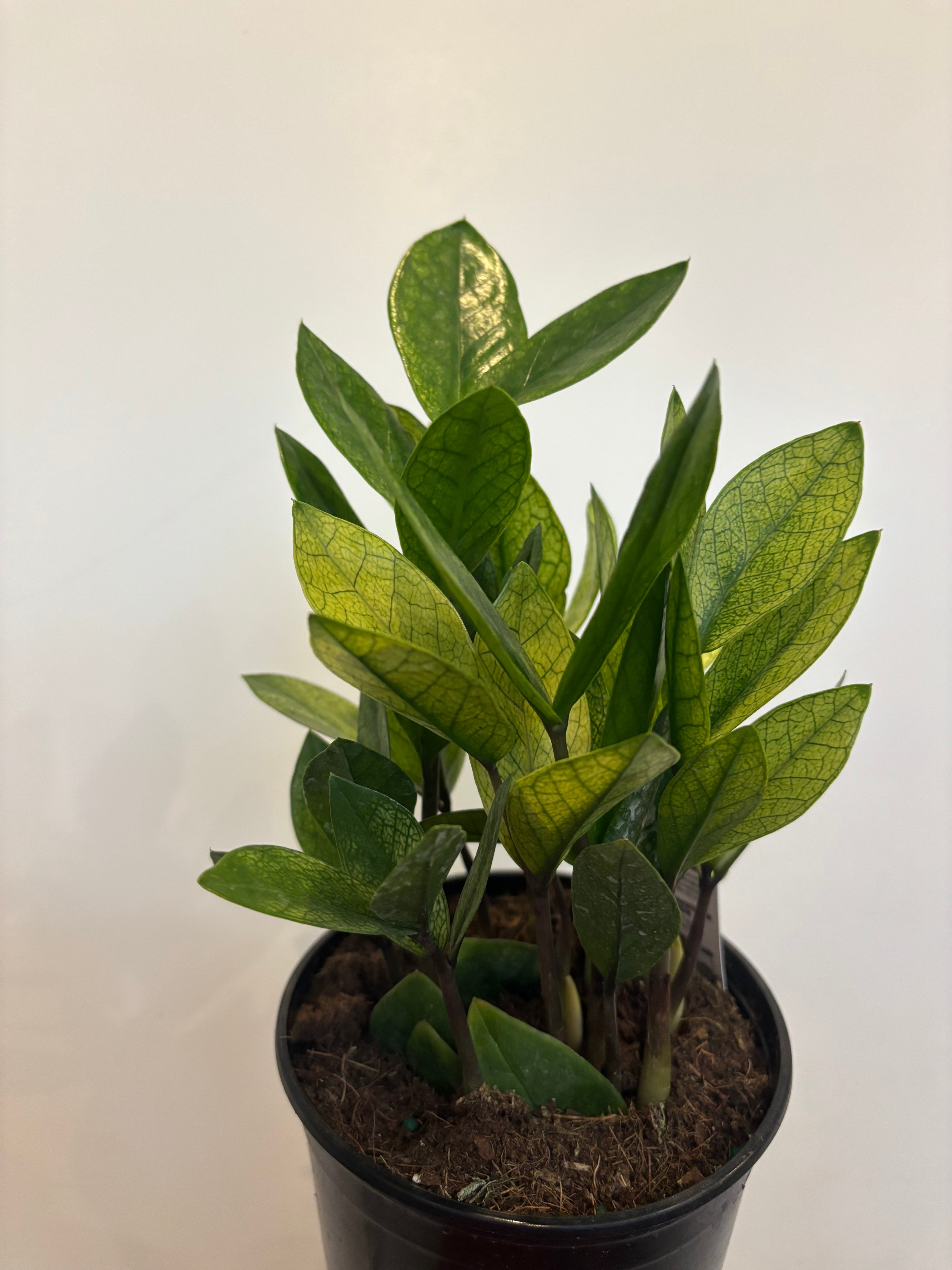 Chameleon ZZ Plant