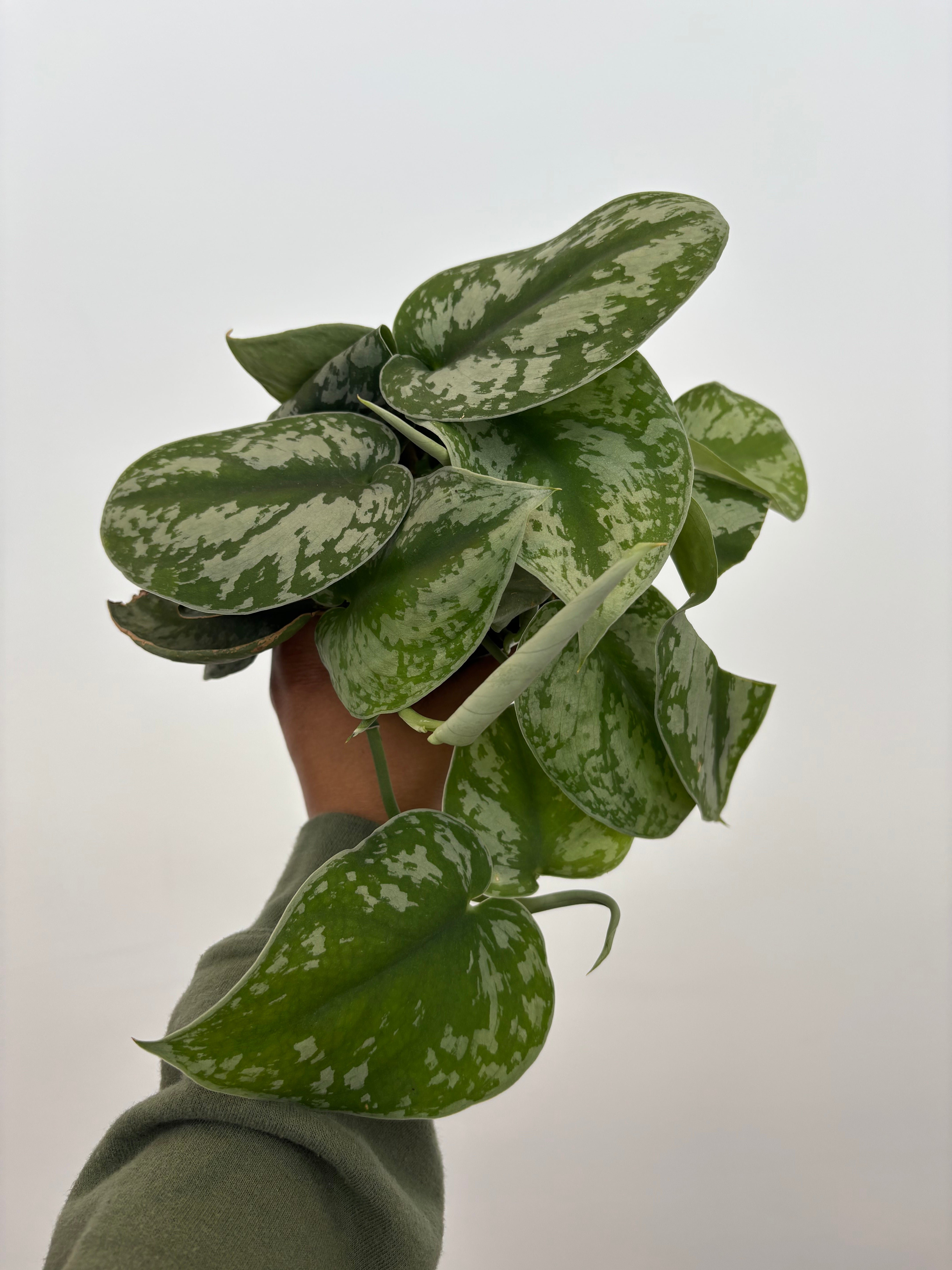 Scindapsus Pictus Exotica