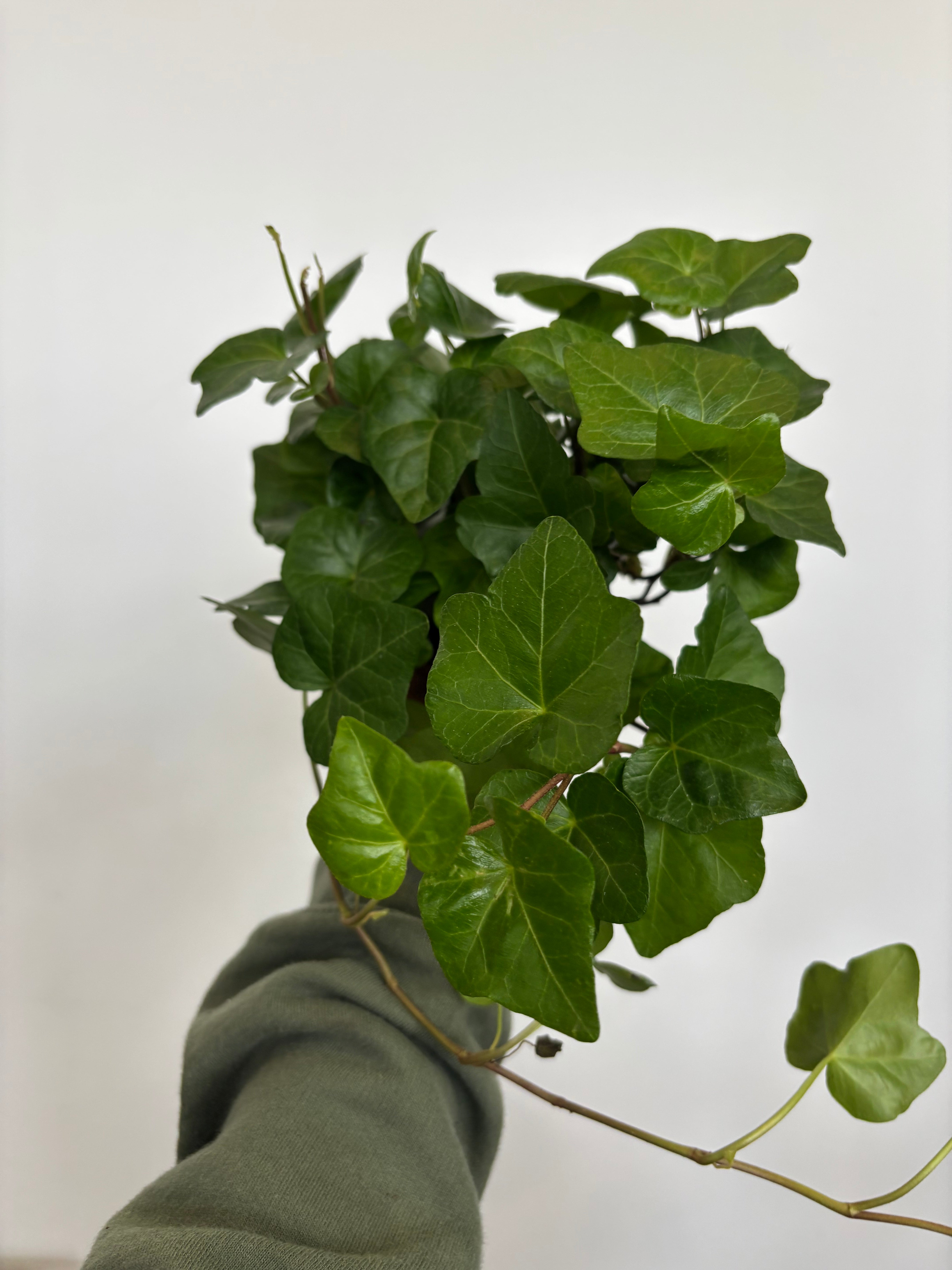 English Ivy